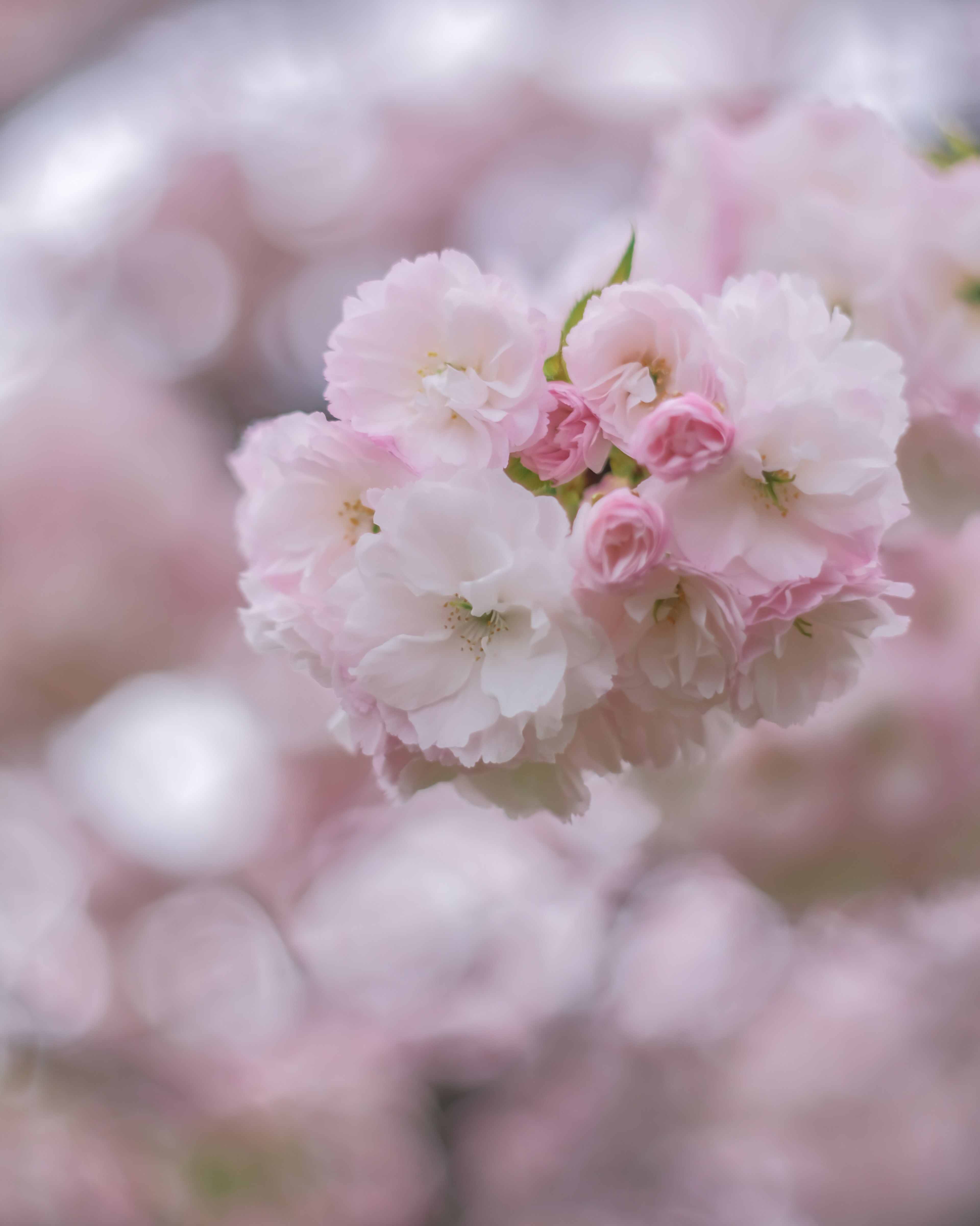 Bunga sakura halus berwarna pink dan putih sedang mekar