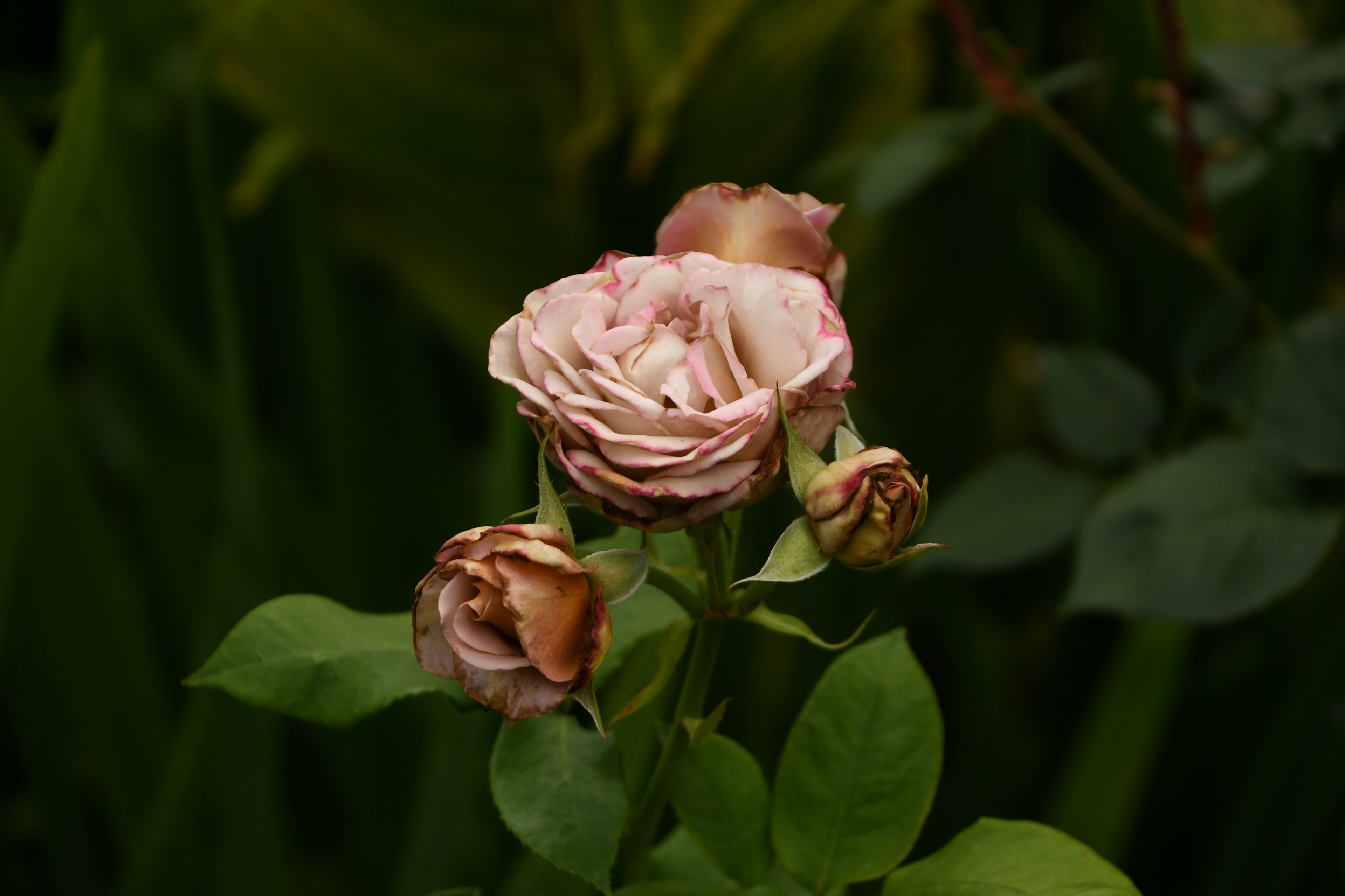 淡いピンクのバラの花とつぼみが緑の葉に囲まれている