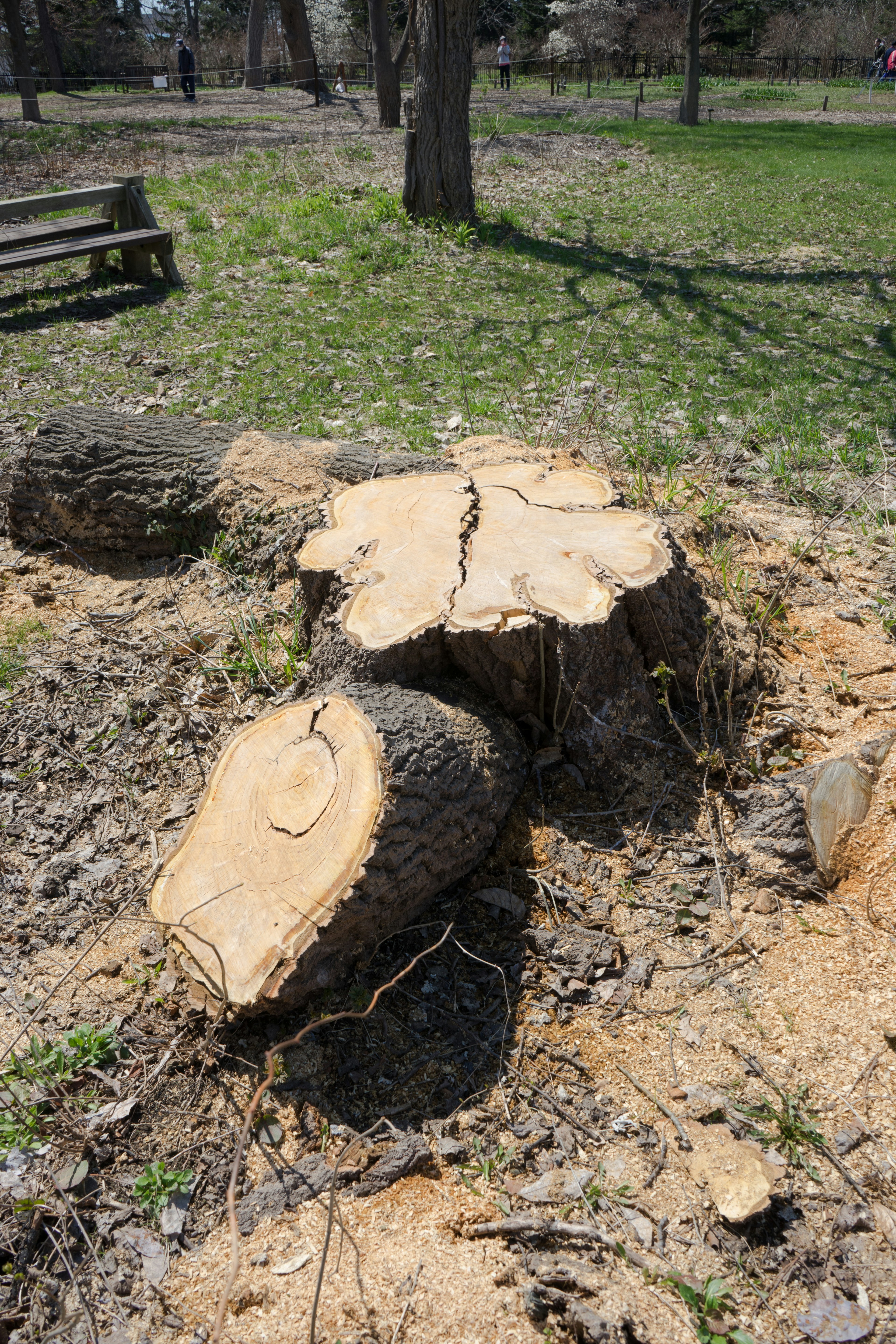 Un souche d'arbre au sol entourée d'herbe verte