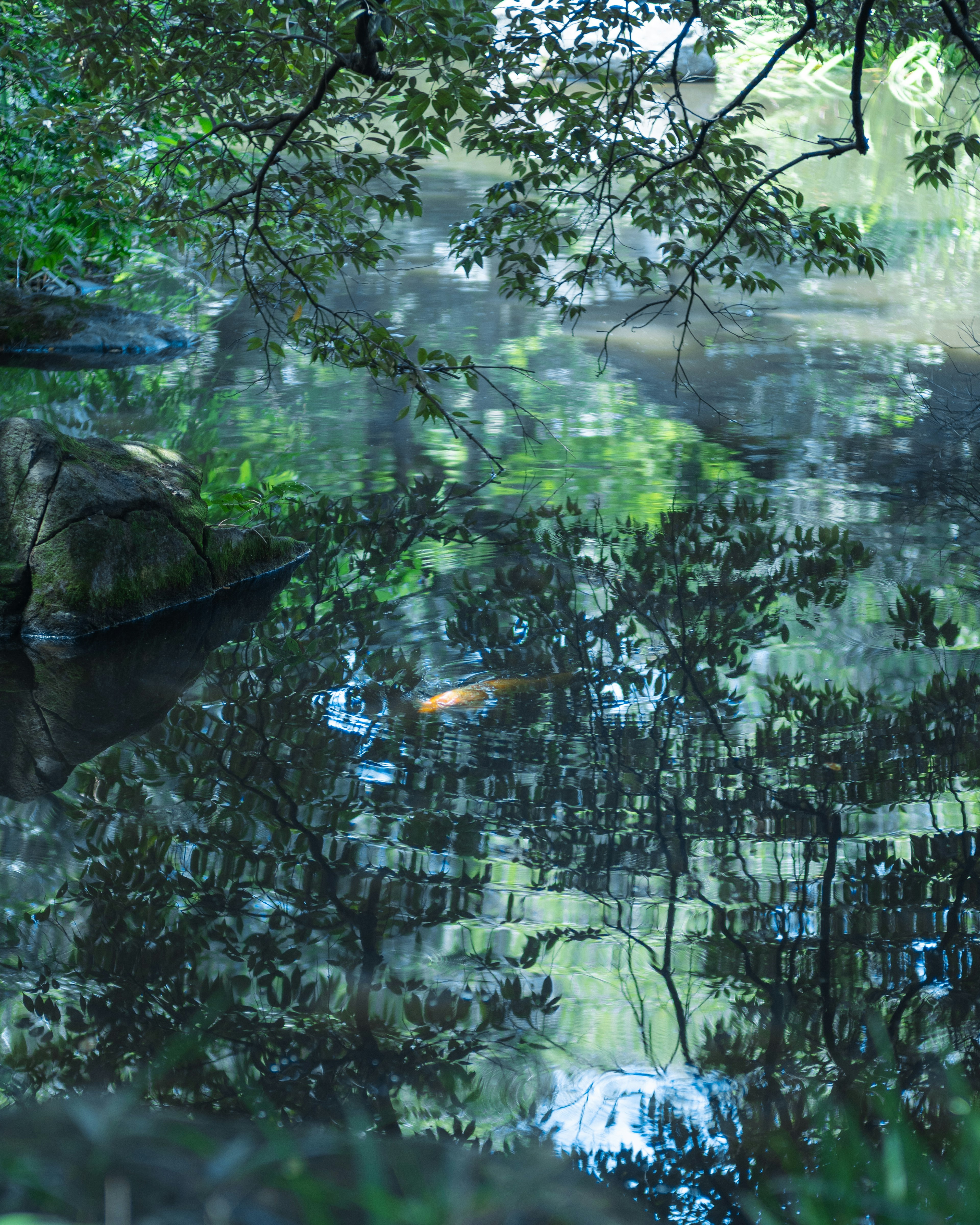 Reflexion von Bäumen auf der Wasseroberfläche und ruhige Teichlandschaft