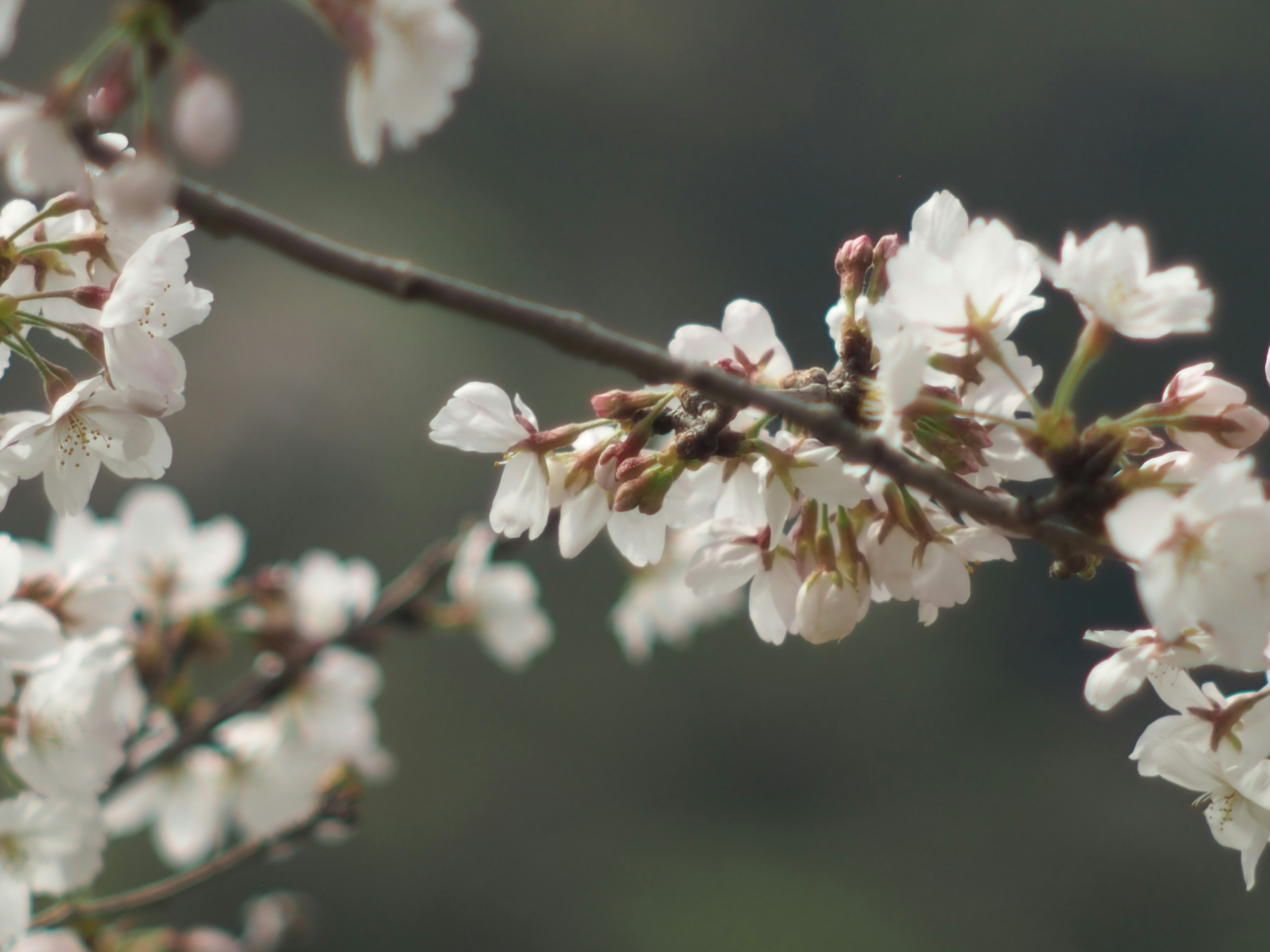 樱花在枝上的特写