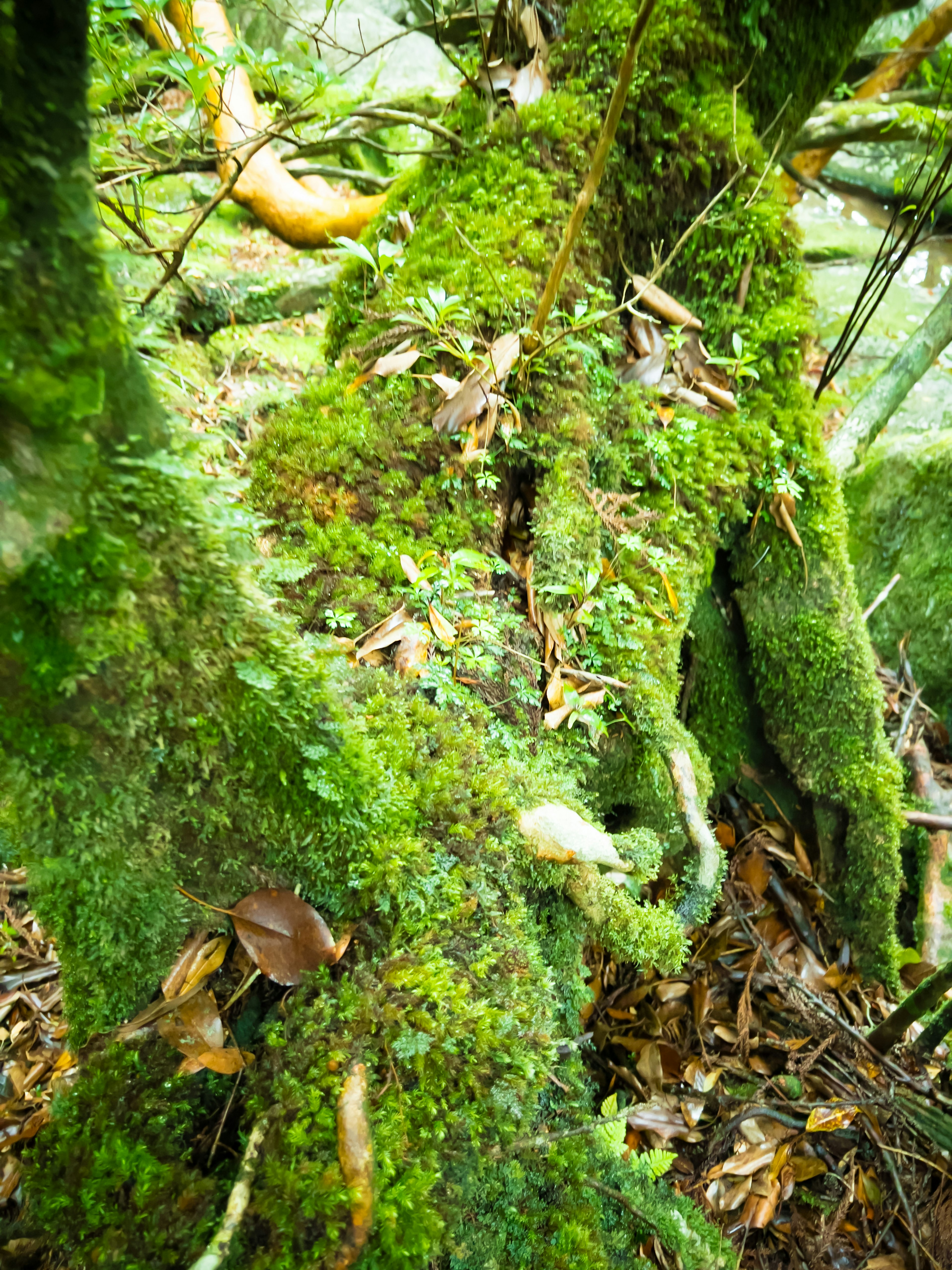 Racines d'arbre couvertes de mousse avec des éléments naturels environnants