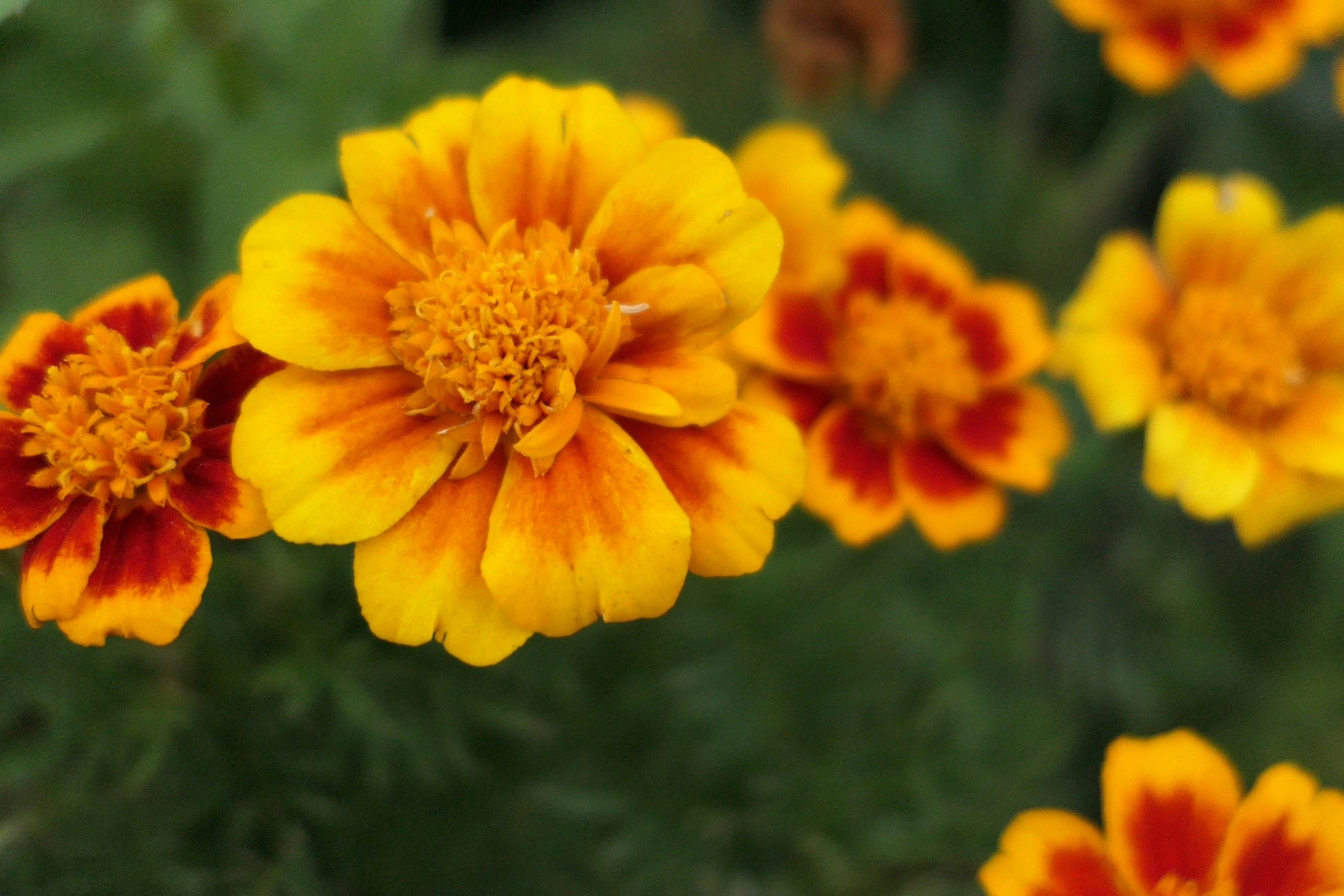 Flores de cempasúchil vibrantes en naranja y amarillo en floración