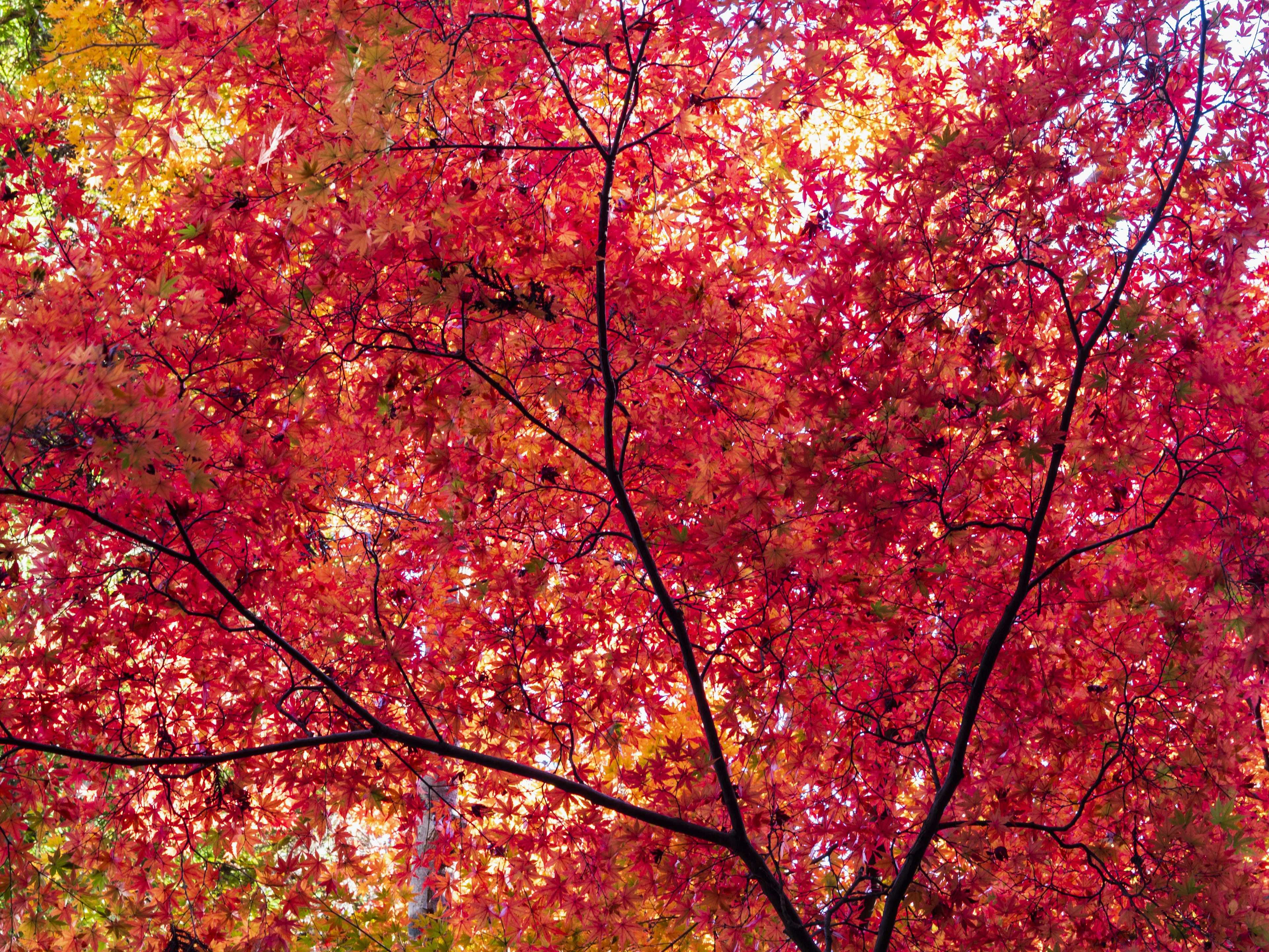 Close-up of a tree branch with vibrant red leaves