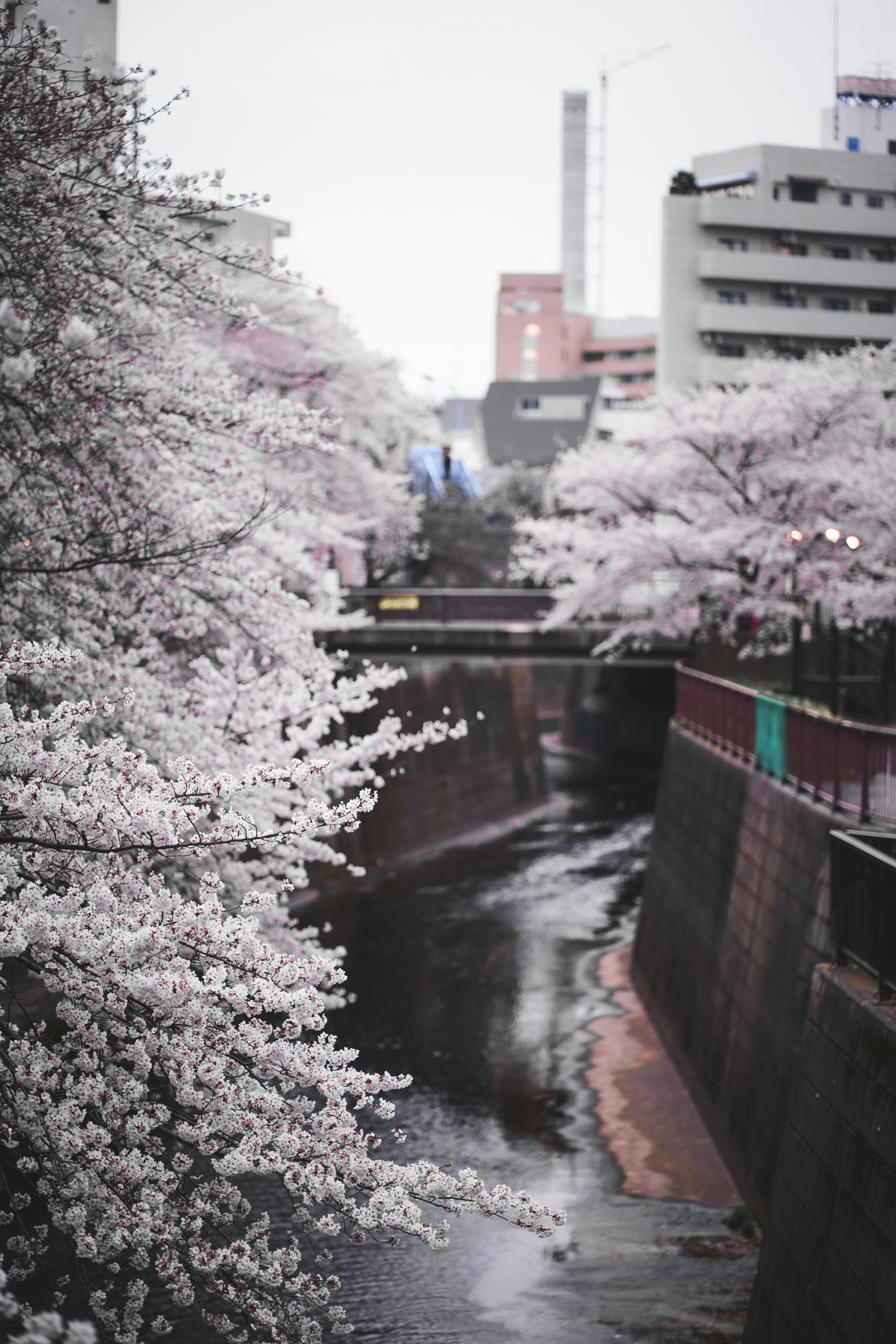 Vue pittoresque d'arbres en fleurs le long d'une rivière avec un pont et des bâtiments en arrière-plan