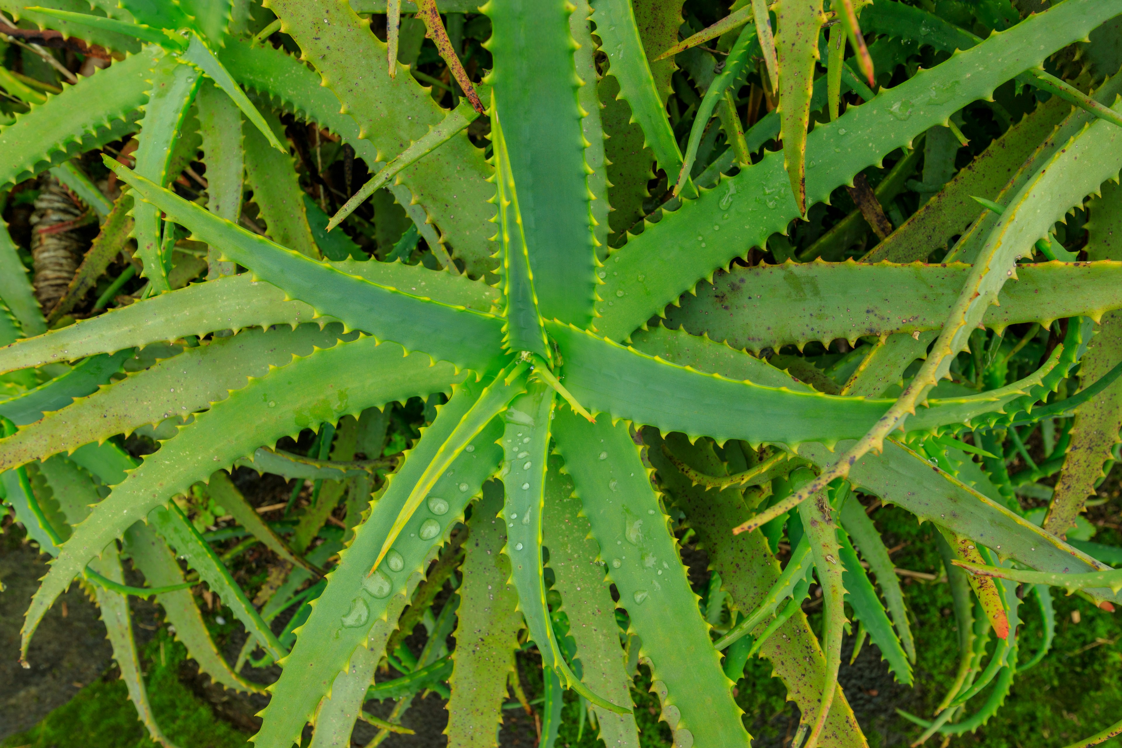 Draufsicht auf eine Aloe-Pflanze mit stacheligen grünen Blättern