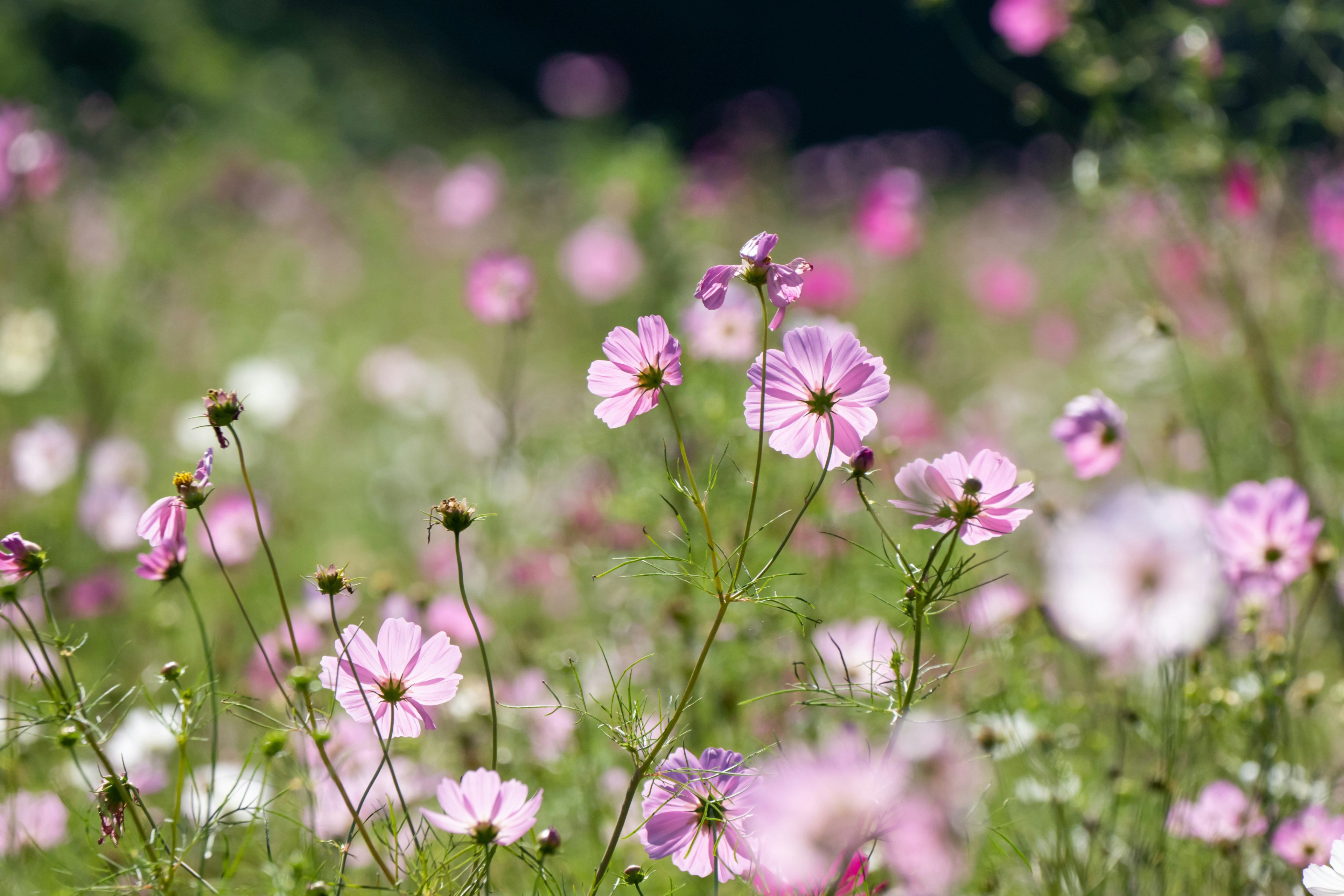 A field of colorful flowers blooming in various shades