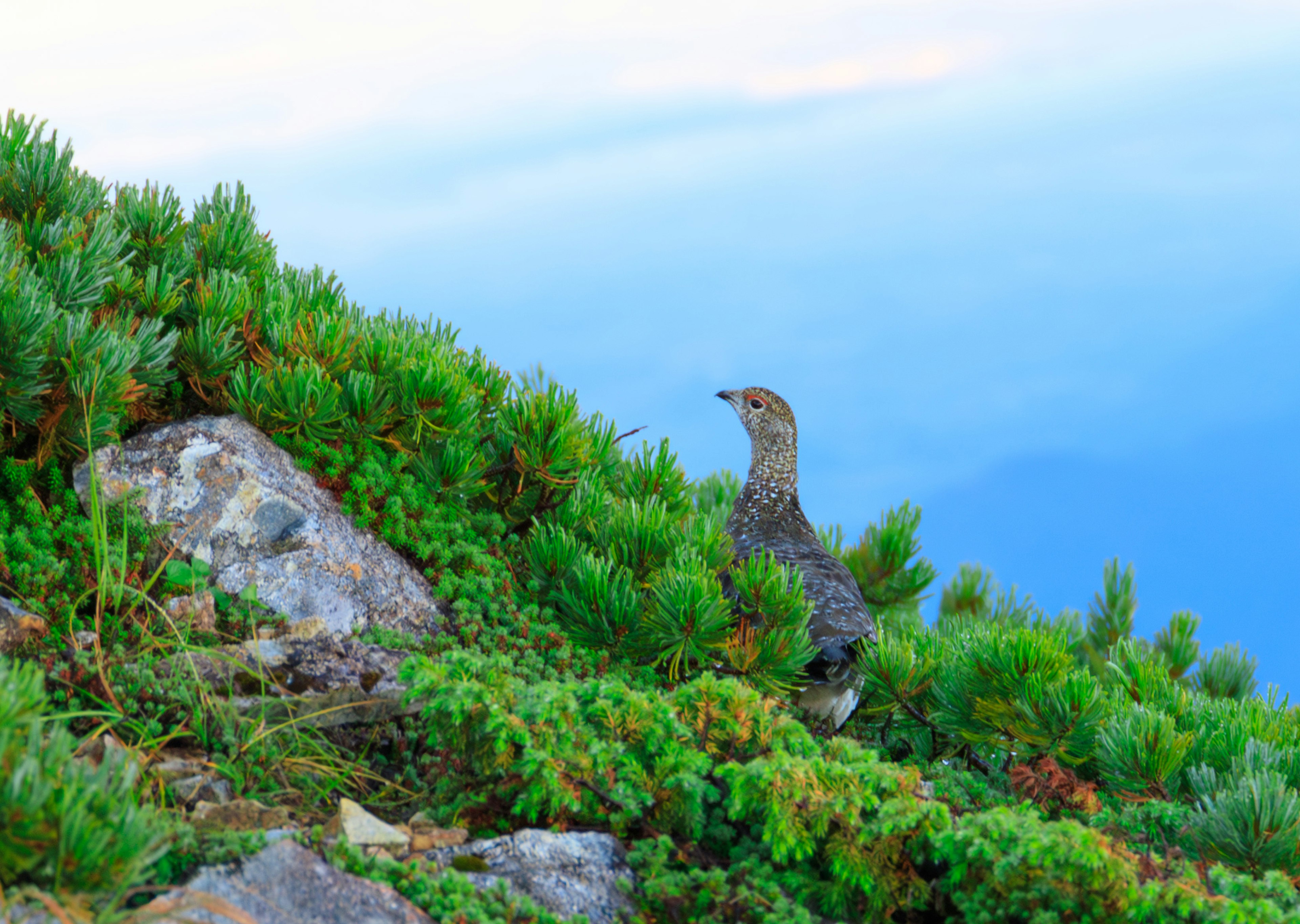 Ein kleiner Vogel auf einem Berghang umgeben von grüner Vegetation