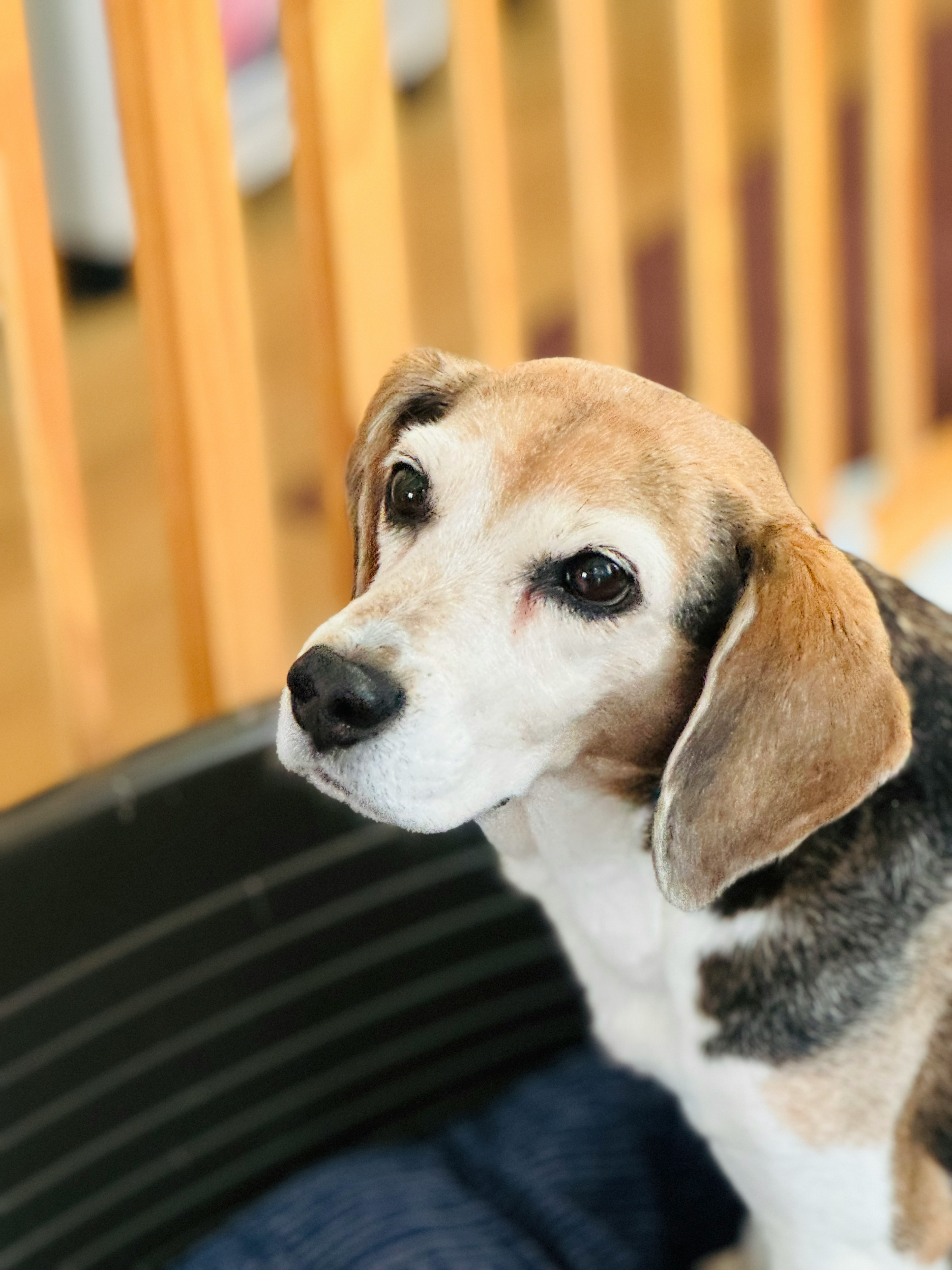 A beagle dog gazing gently at the camera