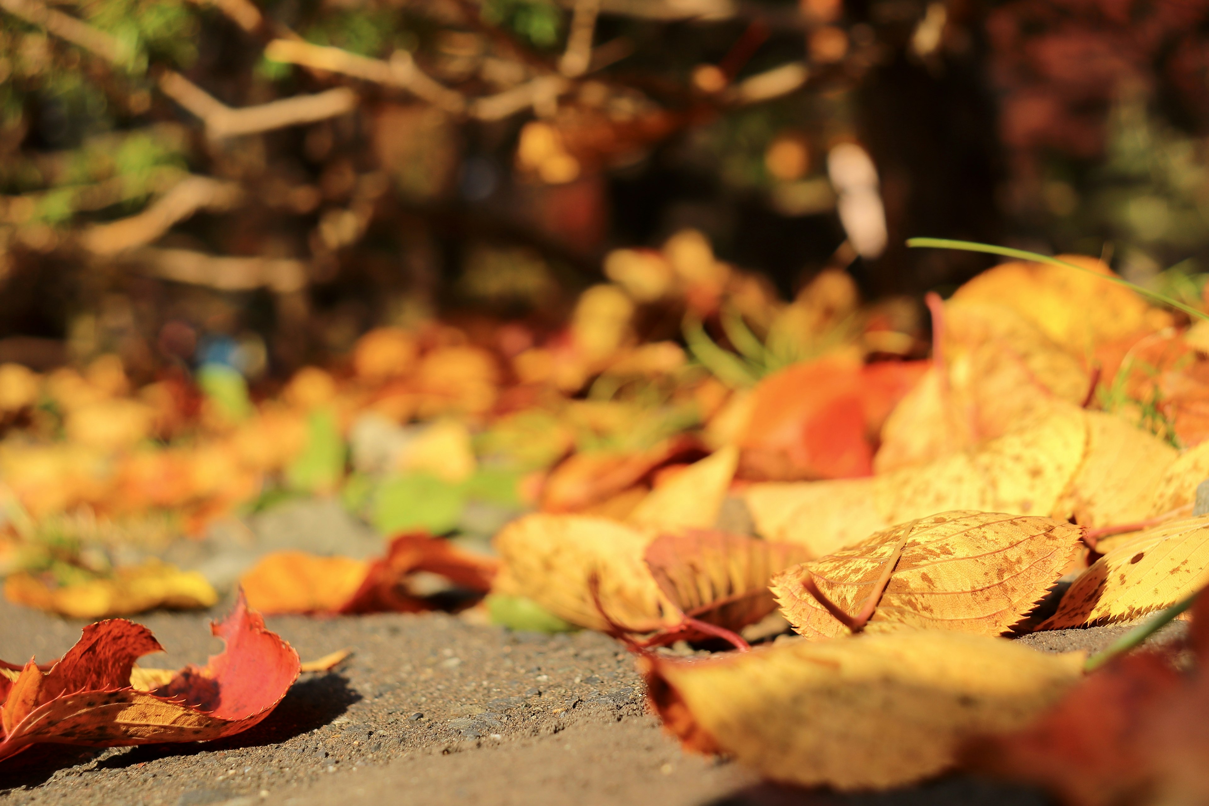 Bunte Herbstblätter auf dem Boden verstreut