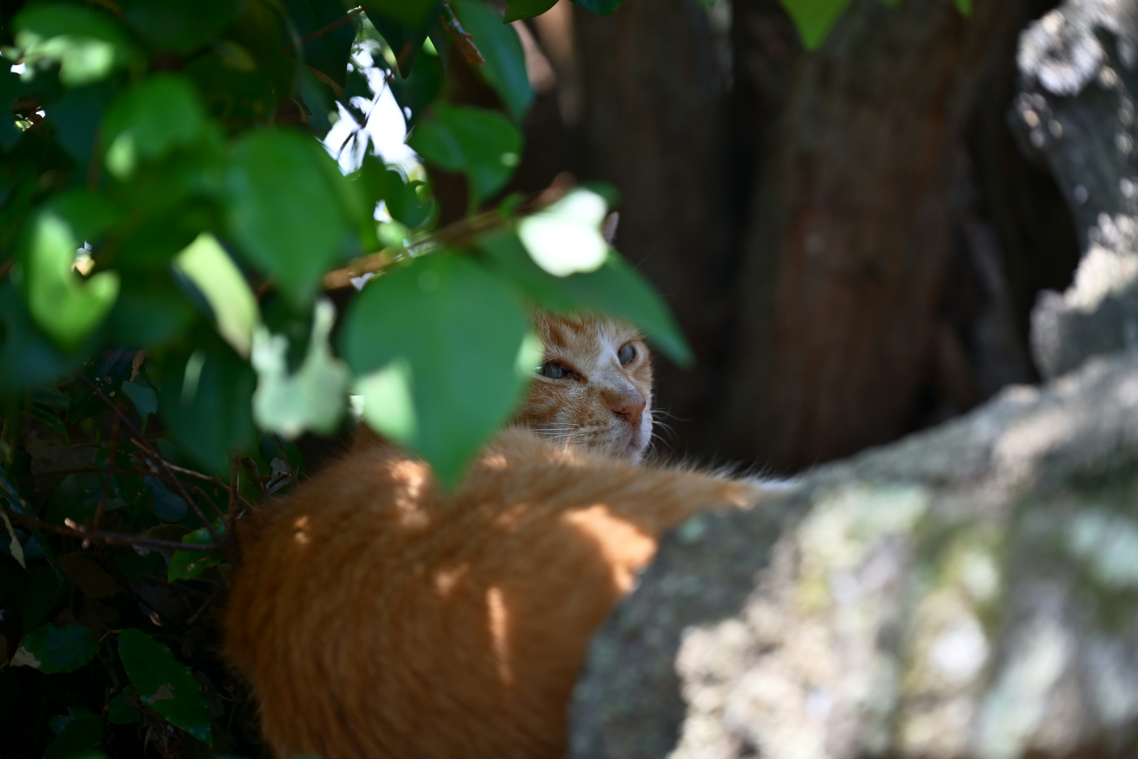 Oranger Kater teilweise versteckt zwischen grünen Blättern