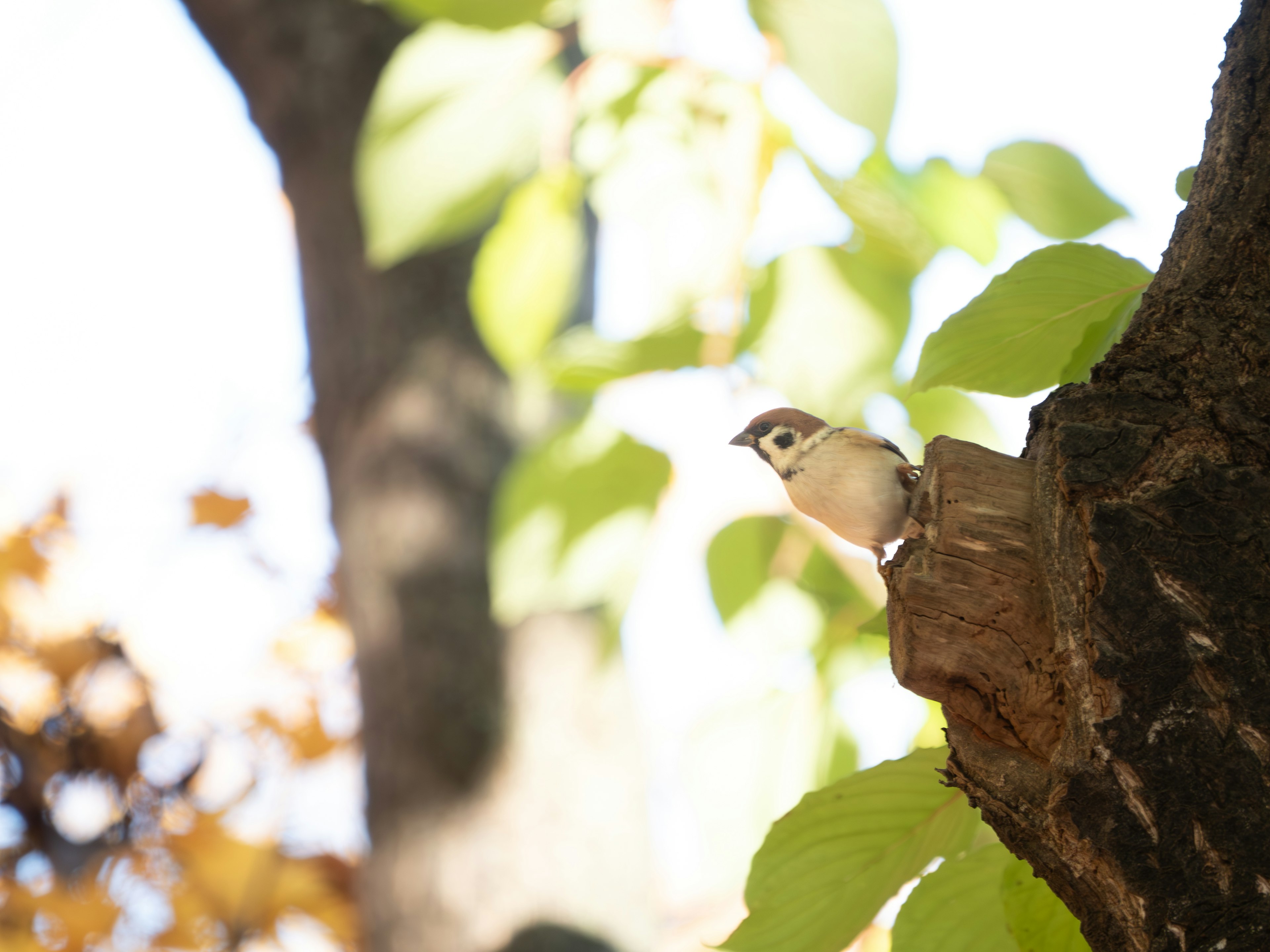 Ein kleiner Vogel, der auf einem Baumstamm sitzt, umgeben von grünen Blättern