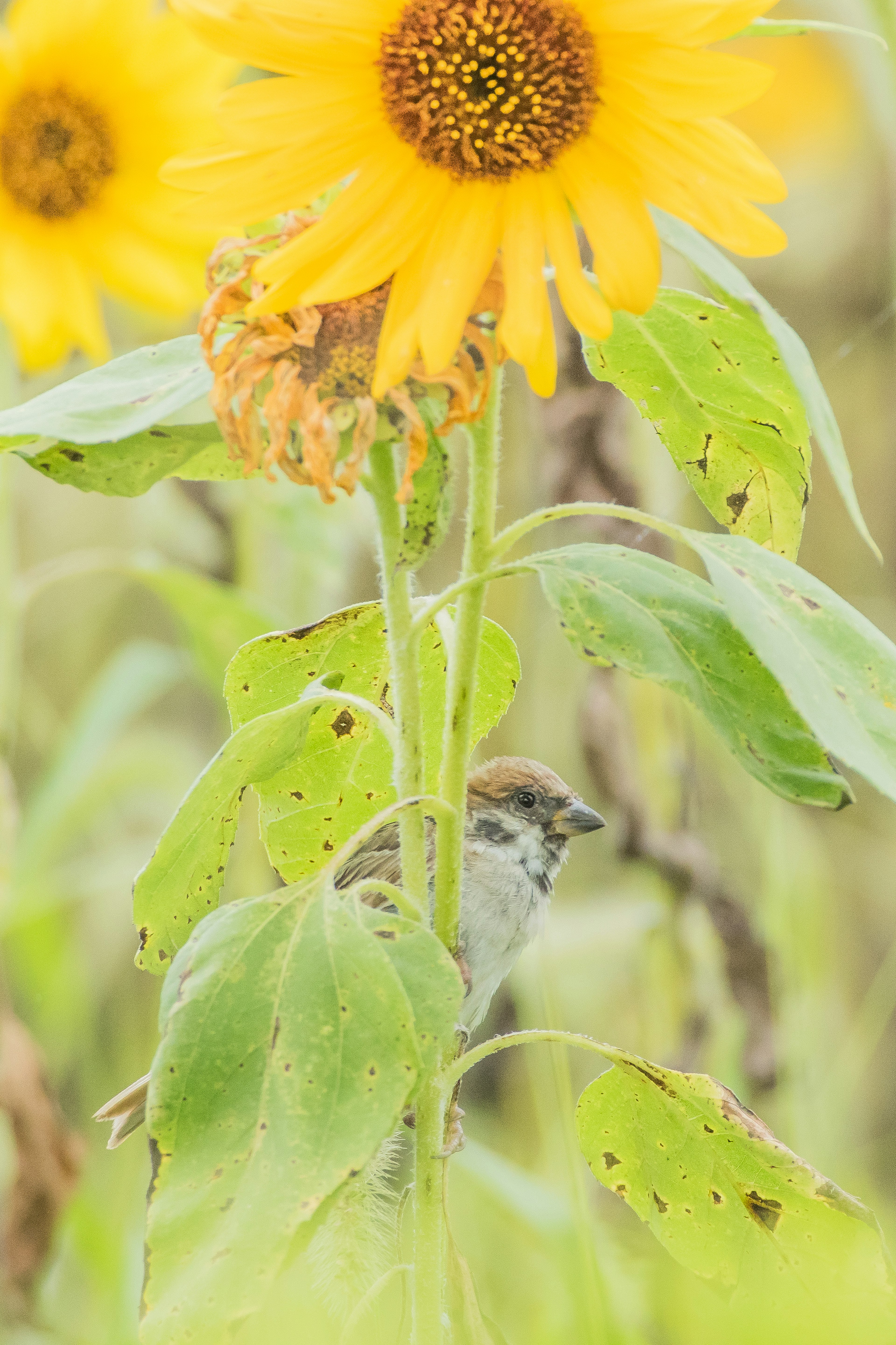 Un pequeño pájaro cerca de un girasol