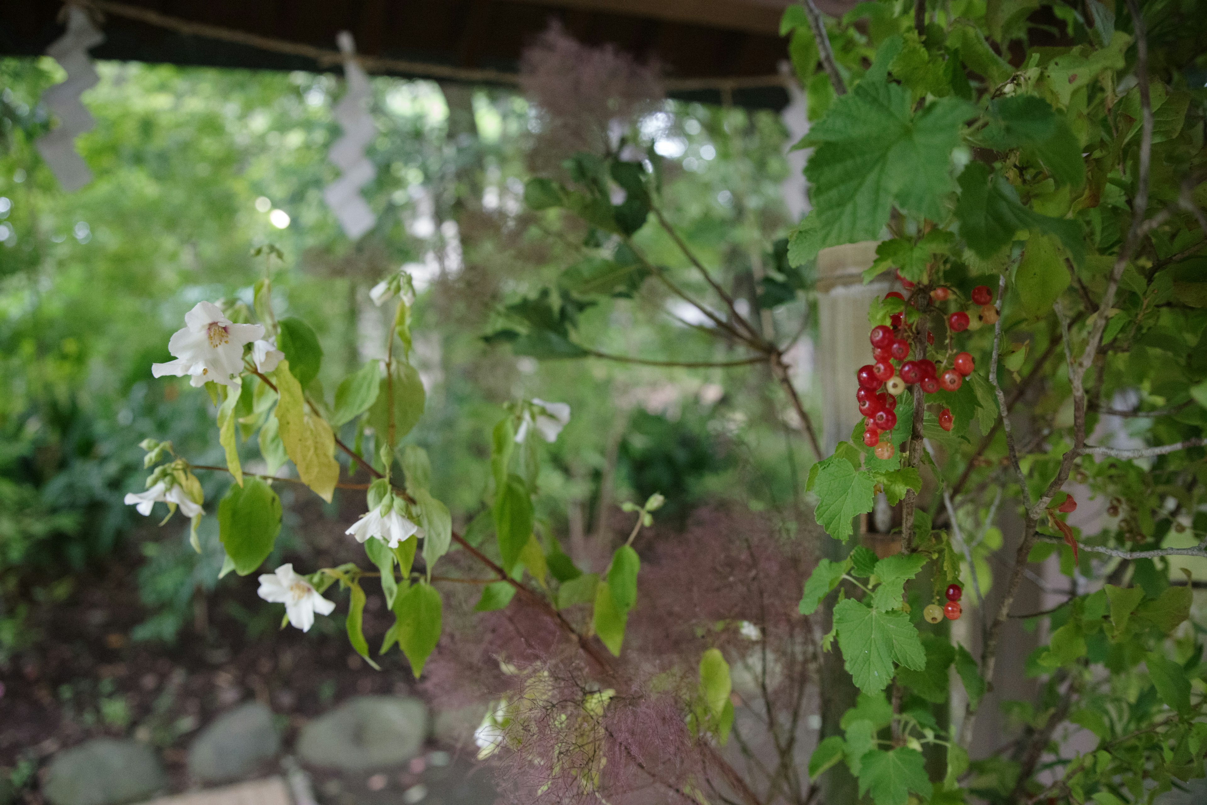 緑の葉と赤いベリーが特徴的な植物の近接写真