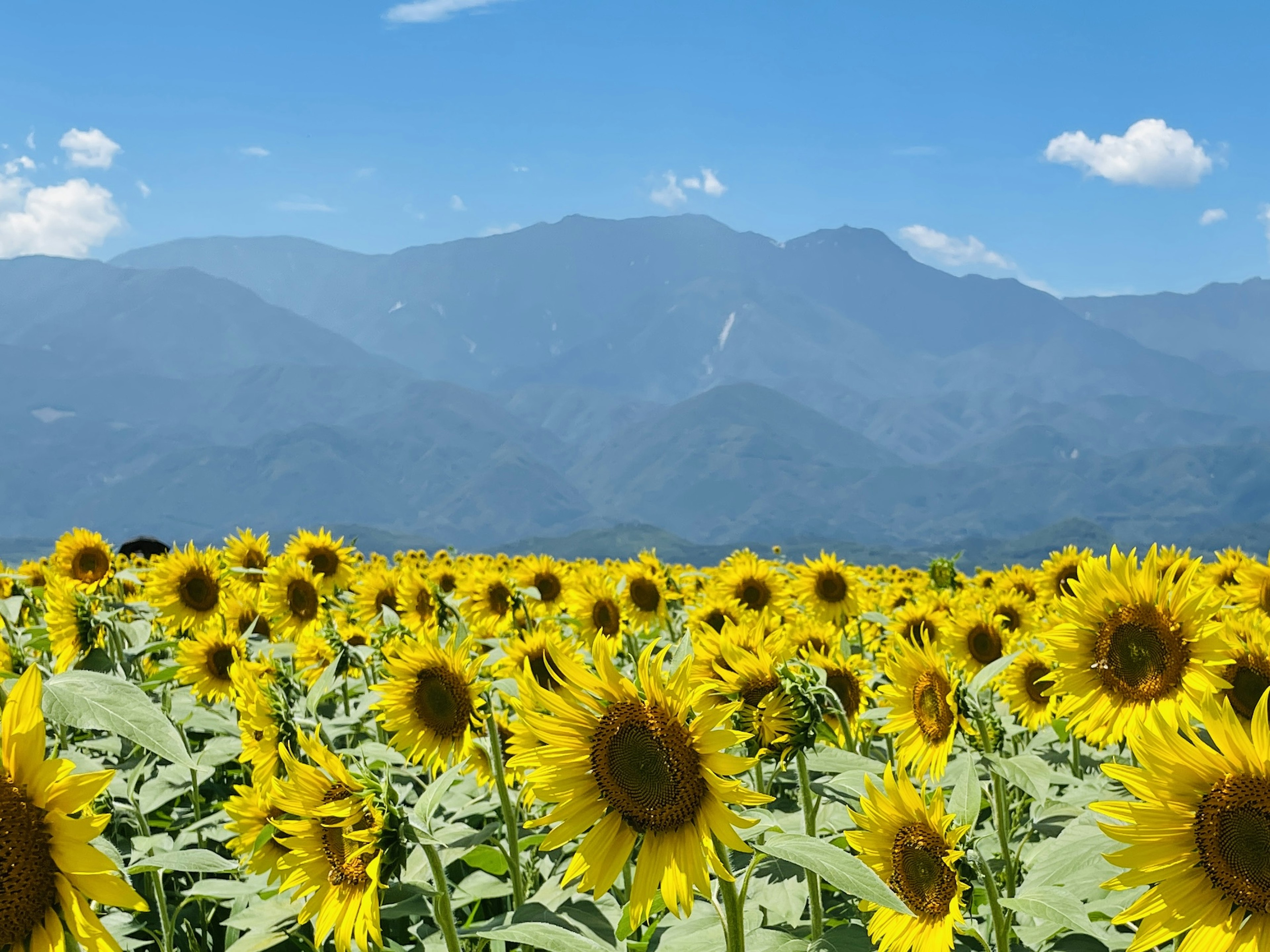 Campo de girasoles bajo un cielo azul con montañas al fondo