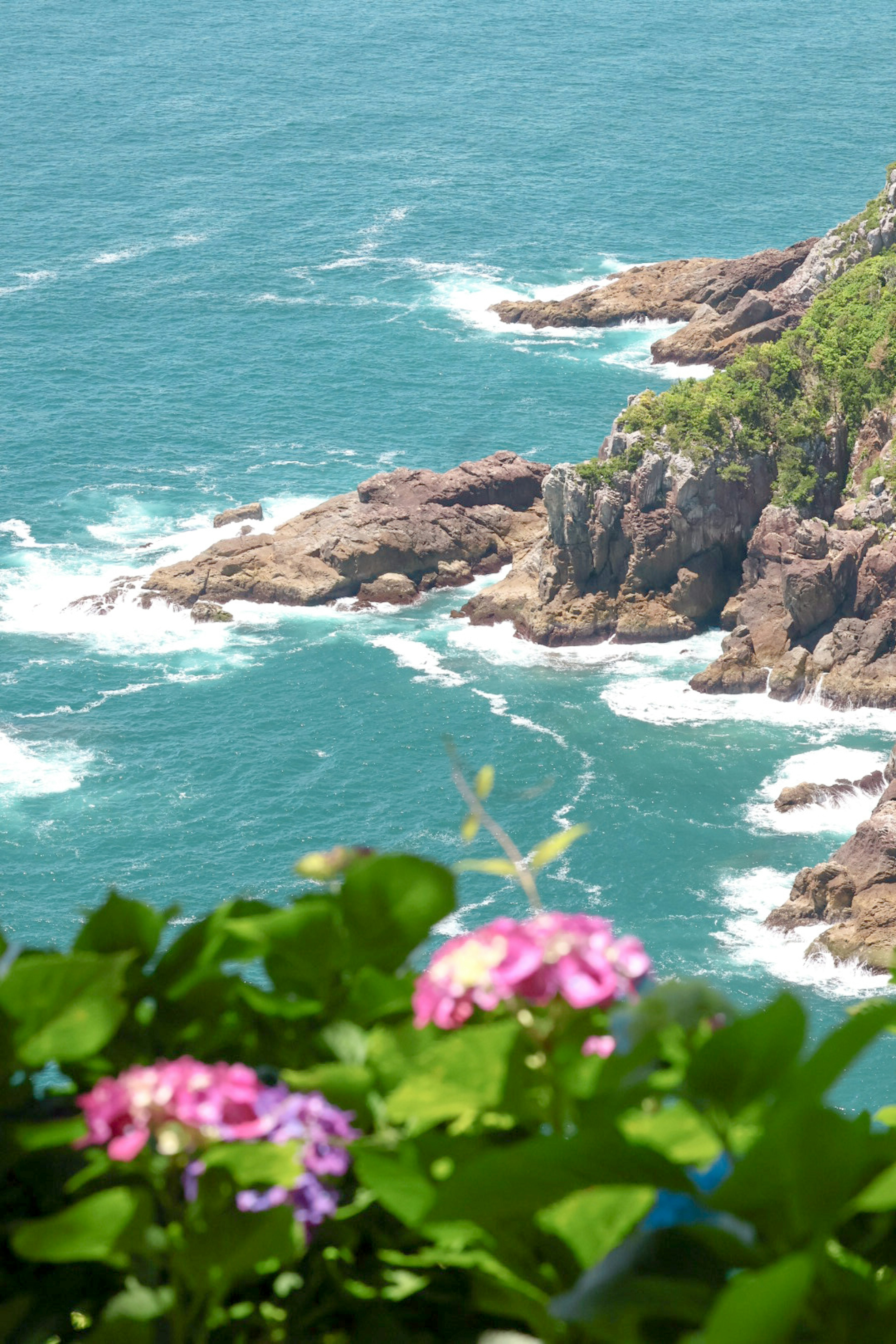 青い海と岩の海岸線に咲くピンクの花