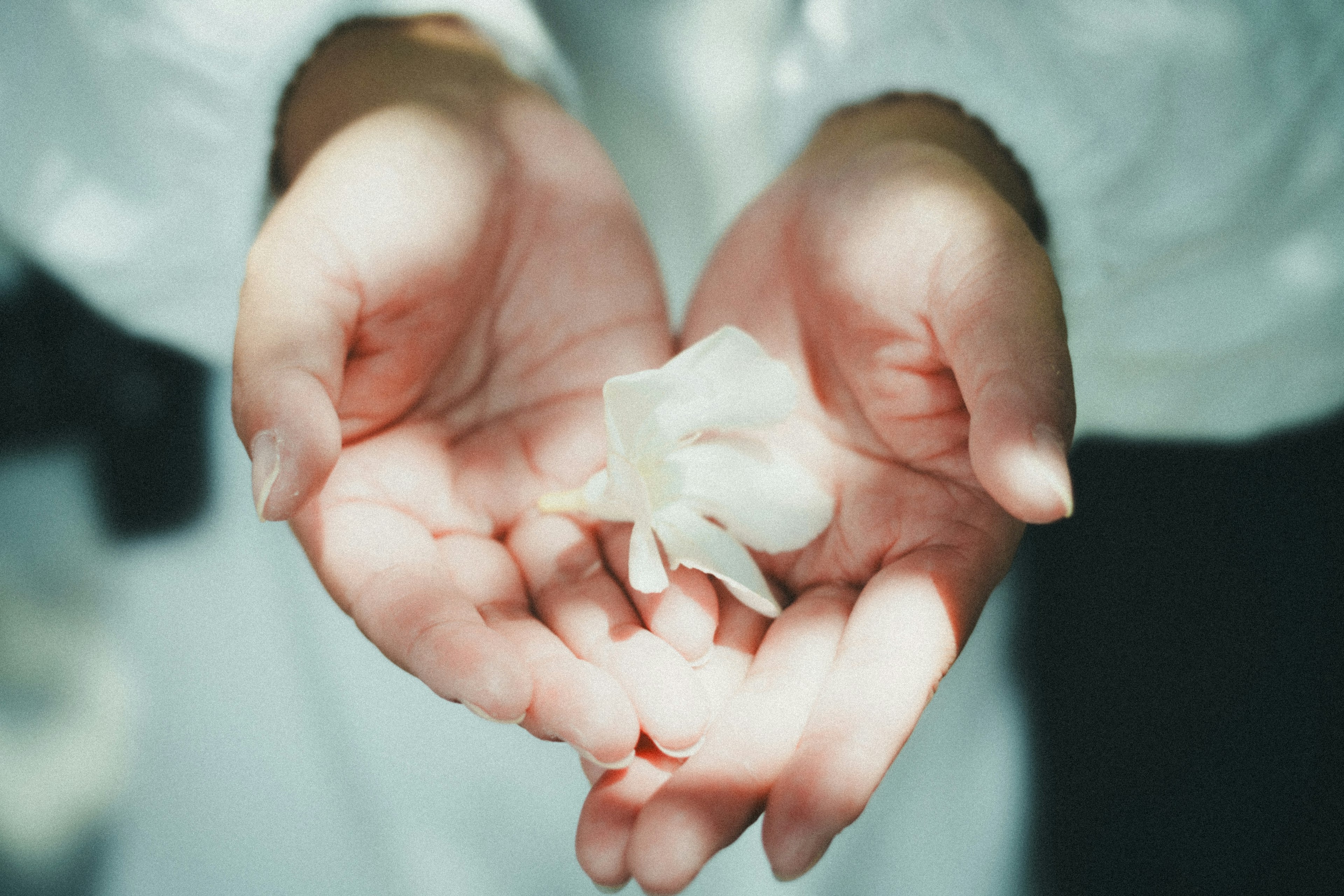 Close-up of a person holding a white petal in their hands