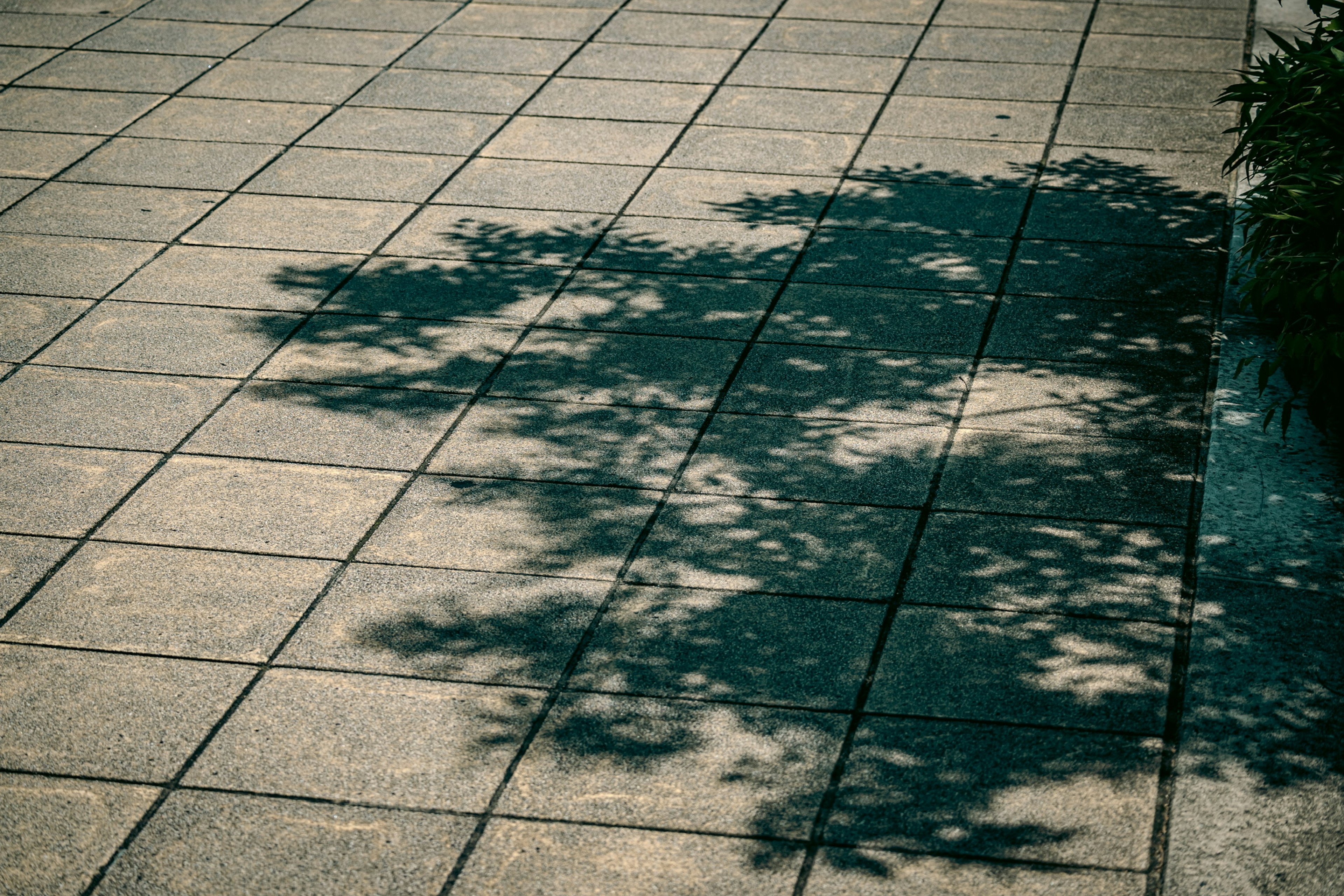 Ombre détaillée d'un arbre sur un sol pavé