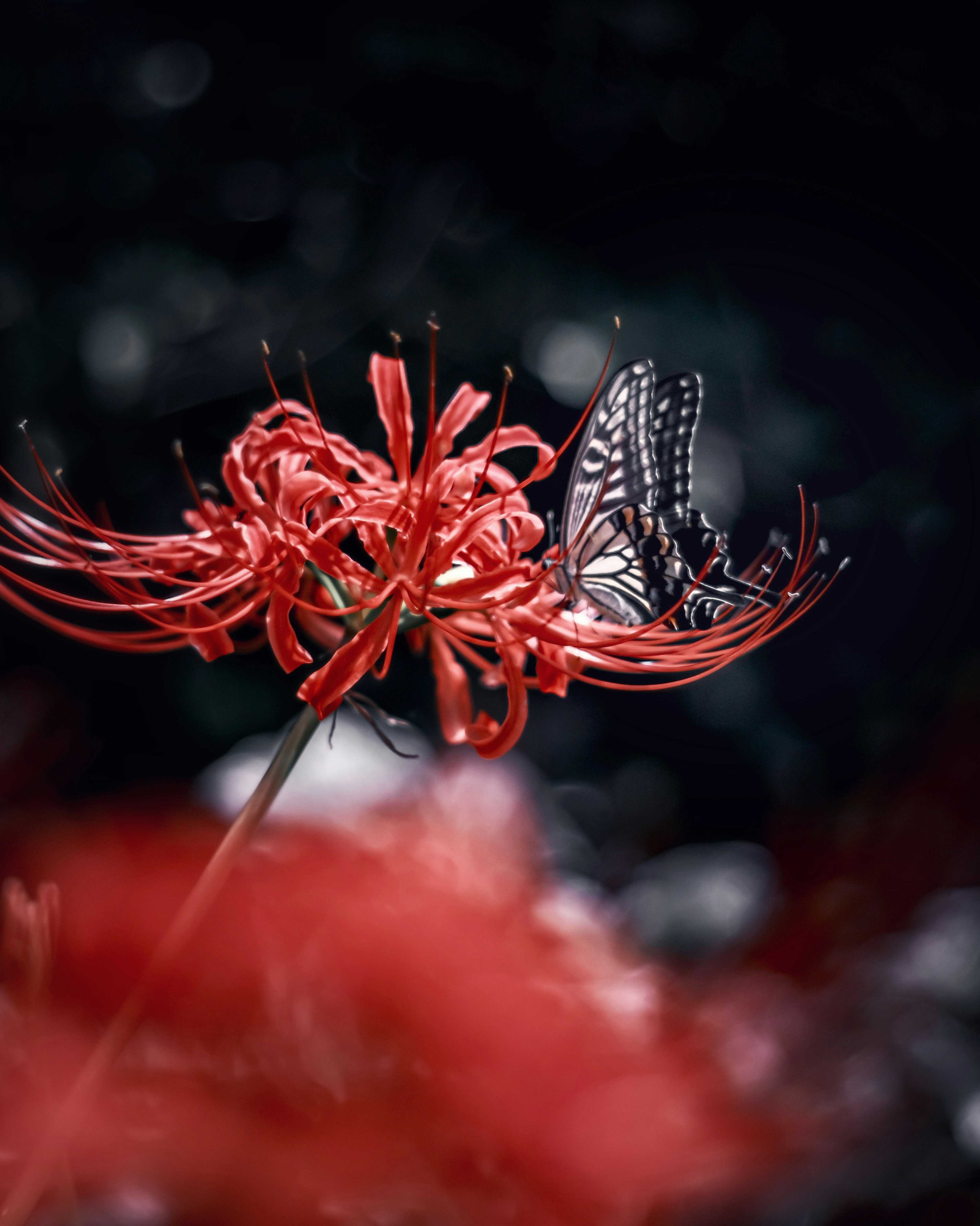 Una mariposa posada sobre una vibrante flor de lirio araña roja