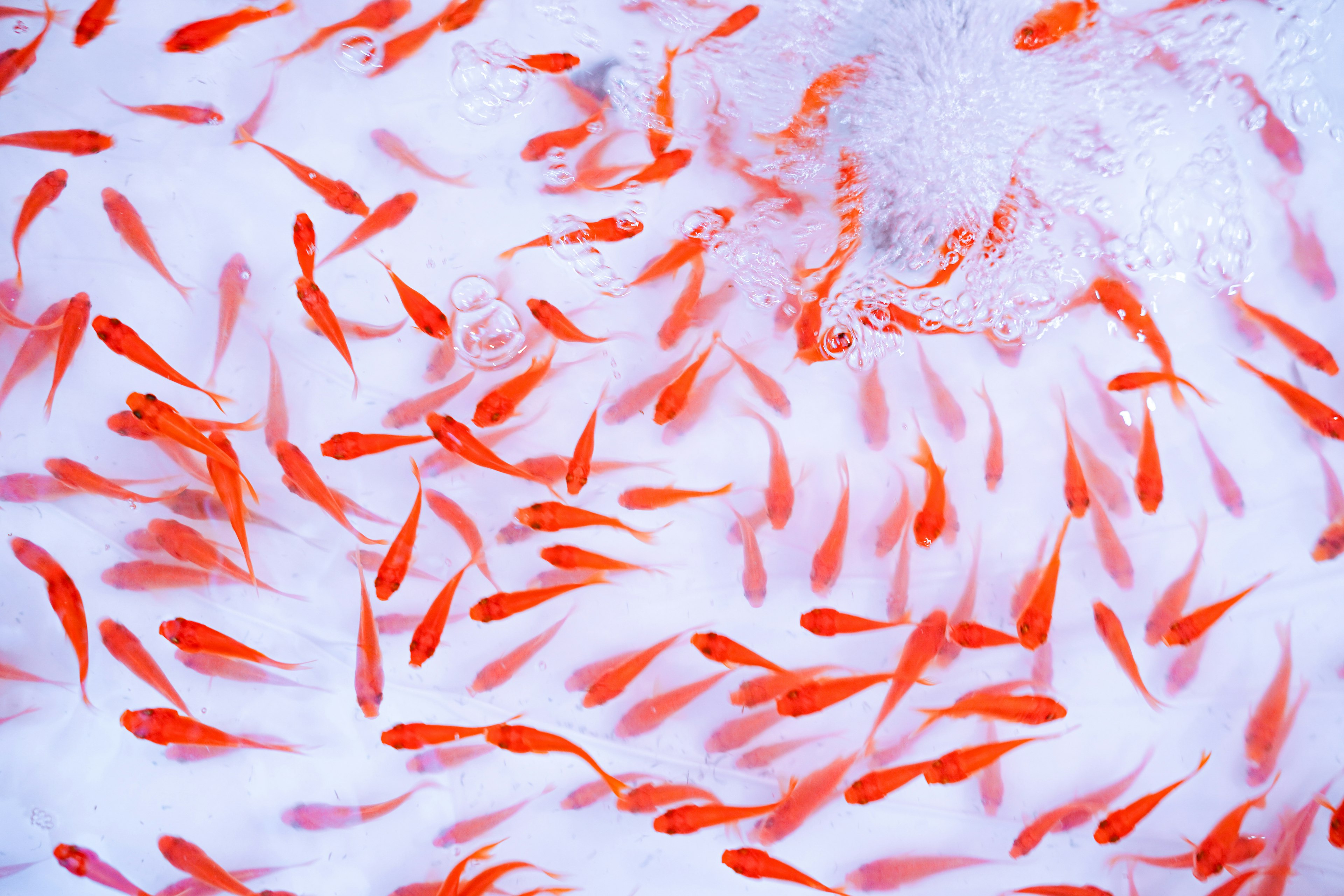 Ein Schwarm kleiner roter Fische schwimmt im klaren Wasser