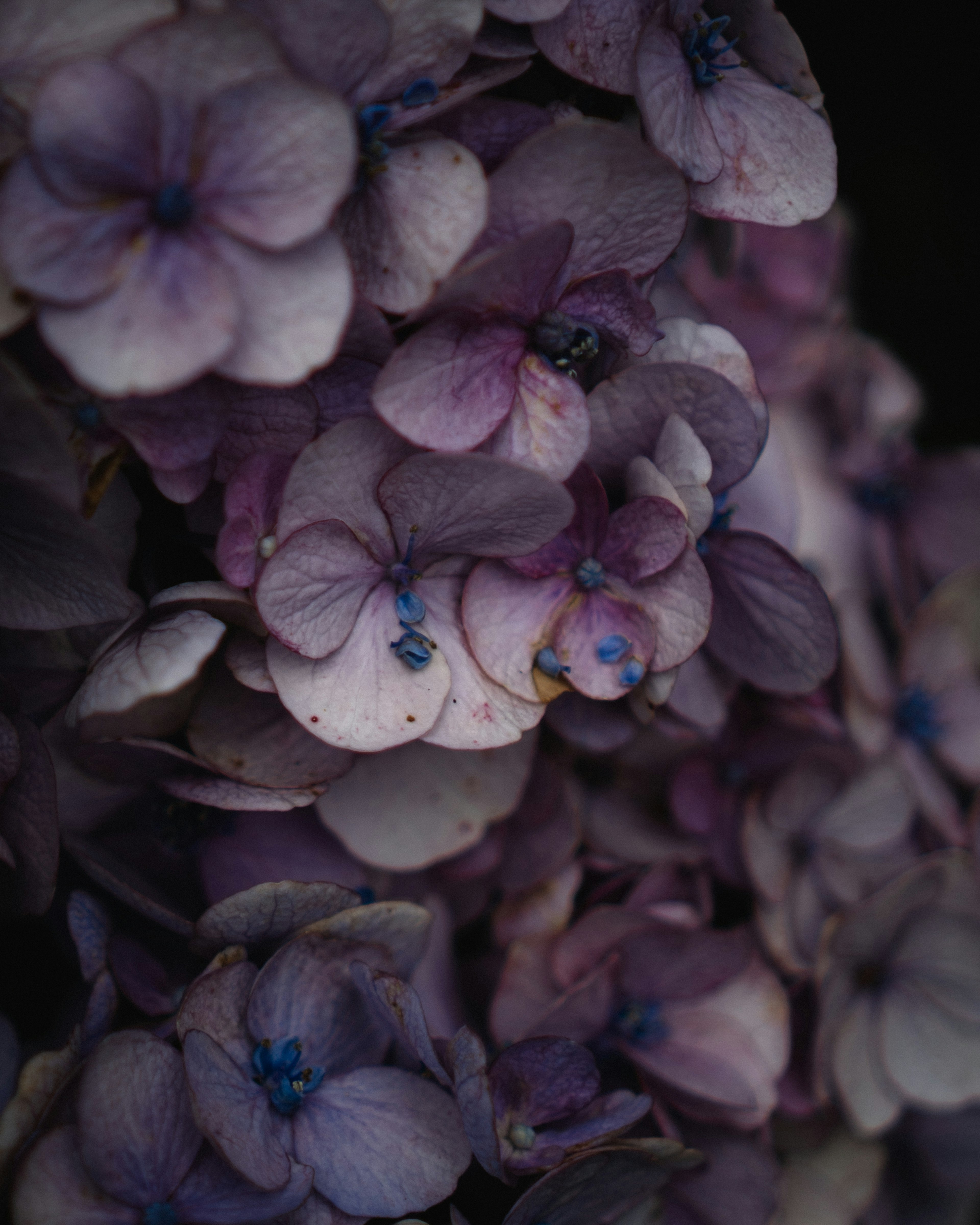 Gros plan de fleurs violettes regroupées avec des pétales délicats