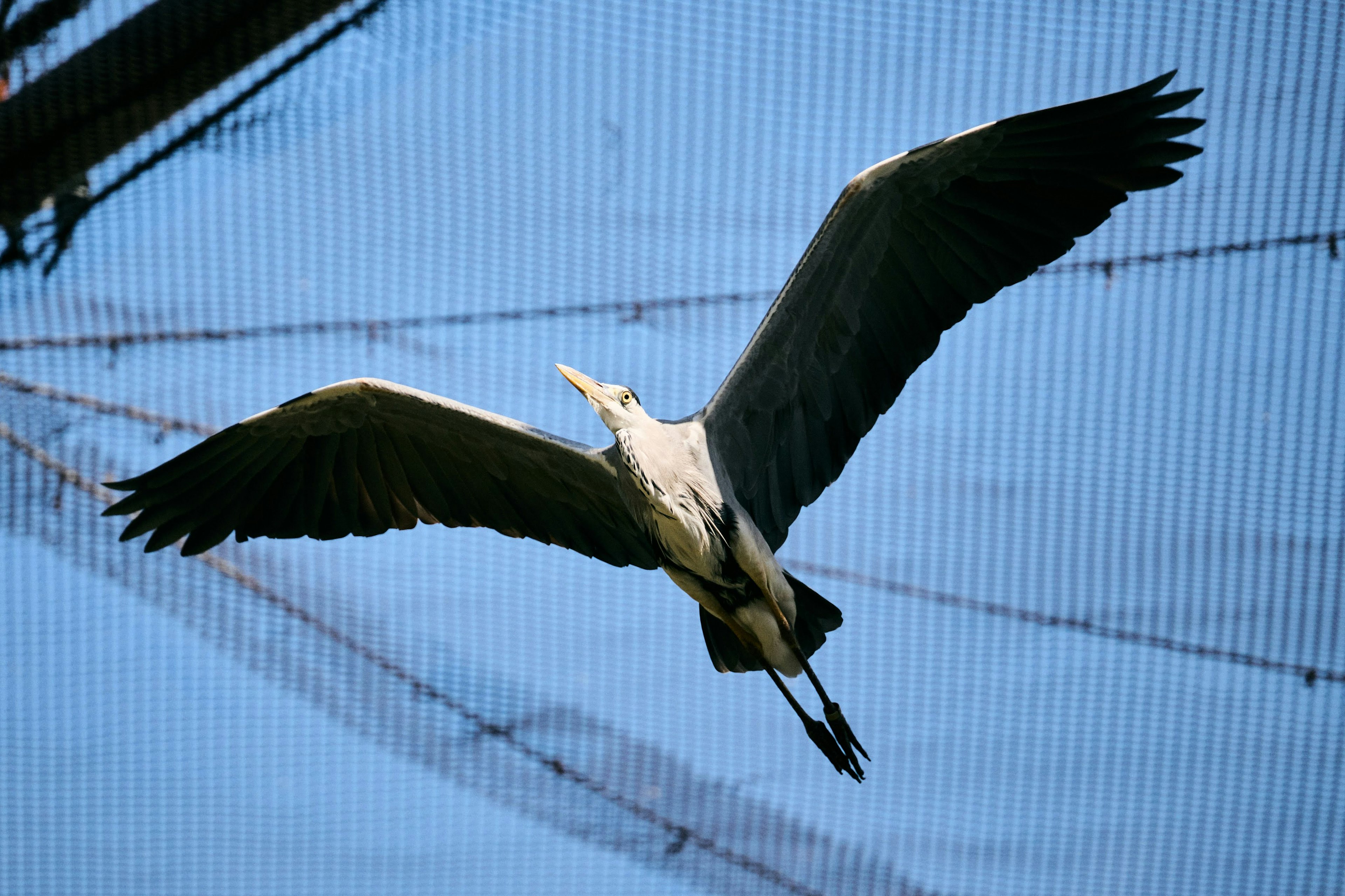 空を飛ぶ大きな鳥のシルエットと青空のコントラスト