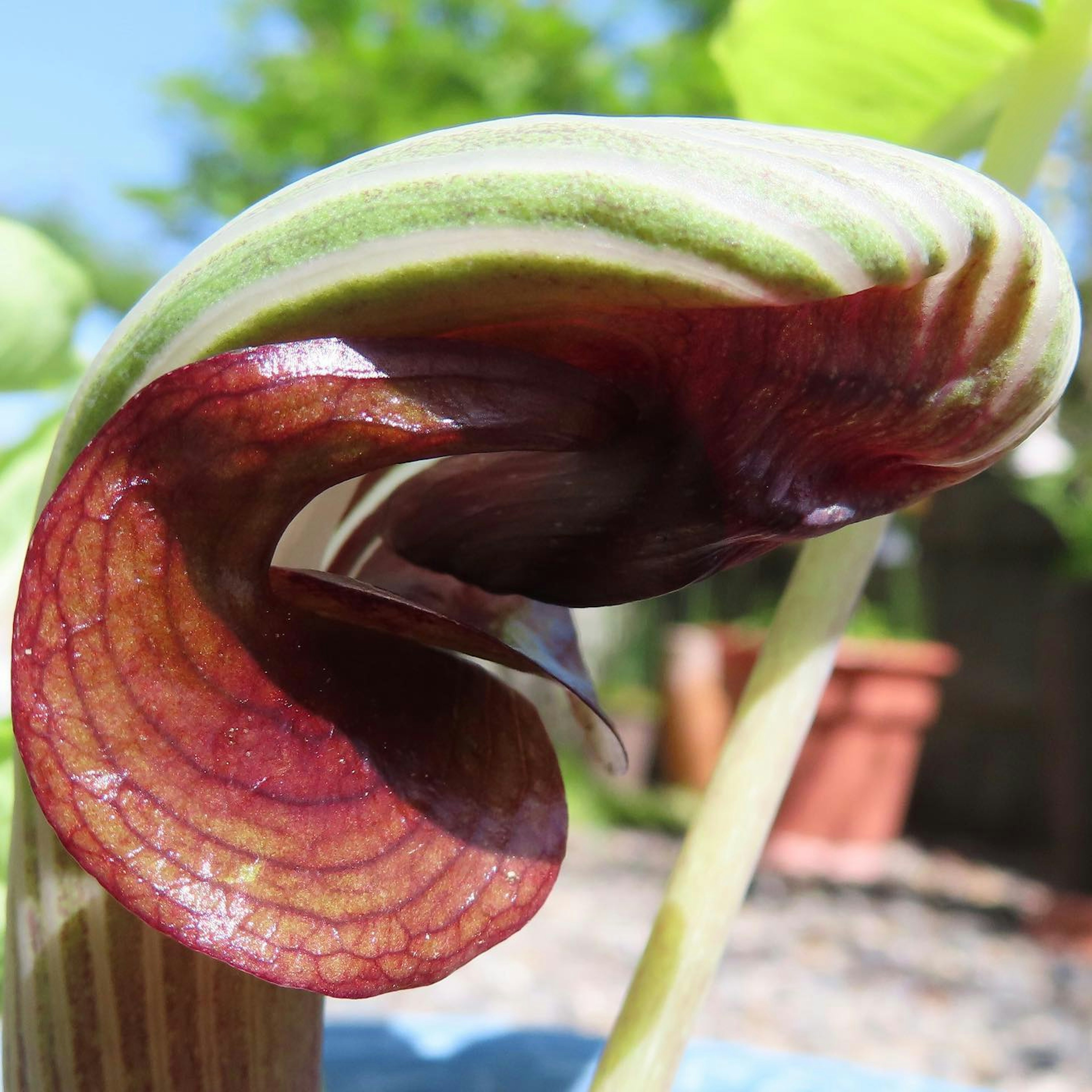 特徴的な形状の植物の花びら、緑と赤の色合い、柔らかな質感