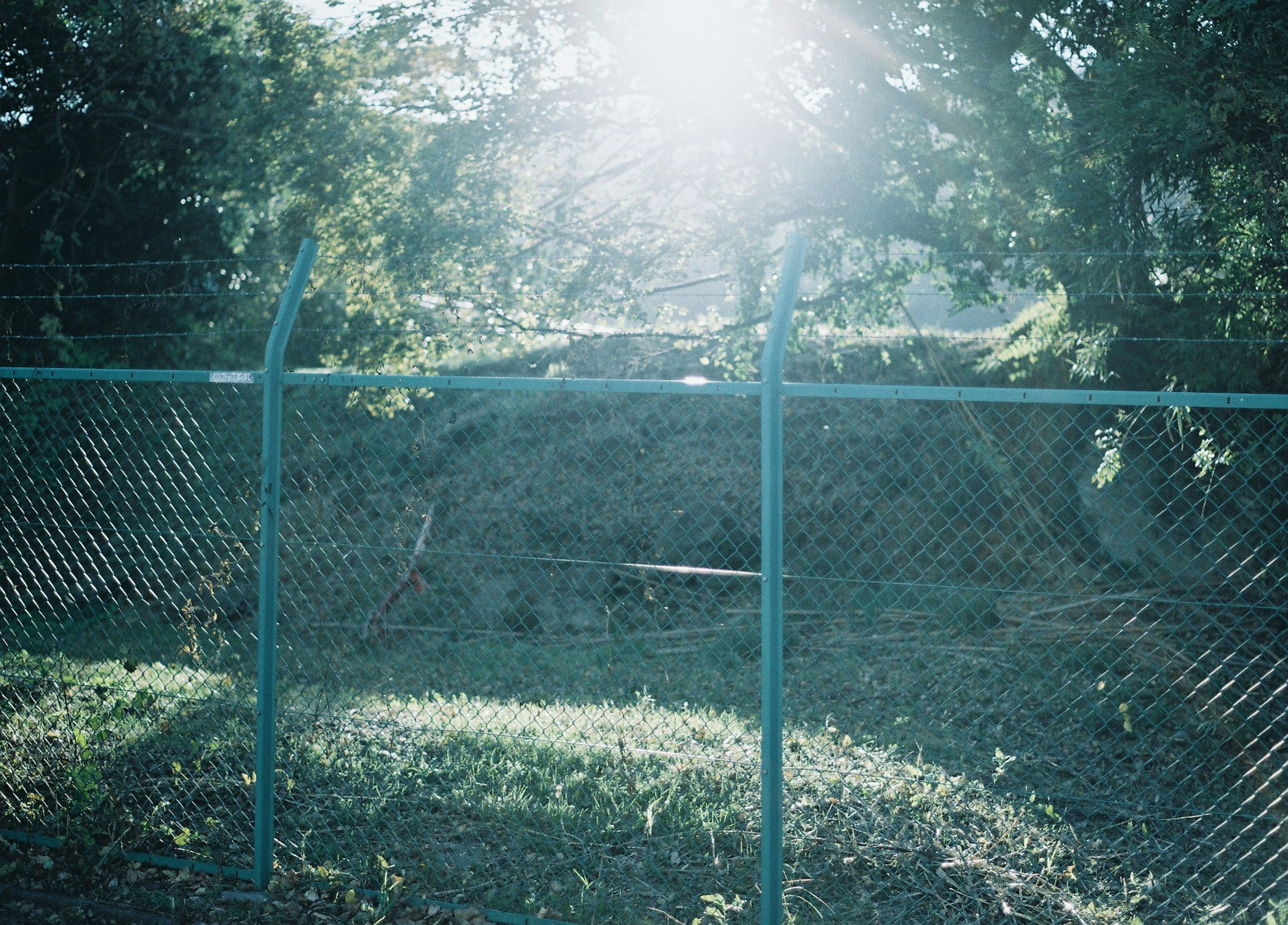 Blue fence with sunlight shining through lush greenery