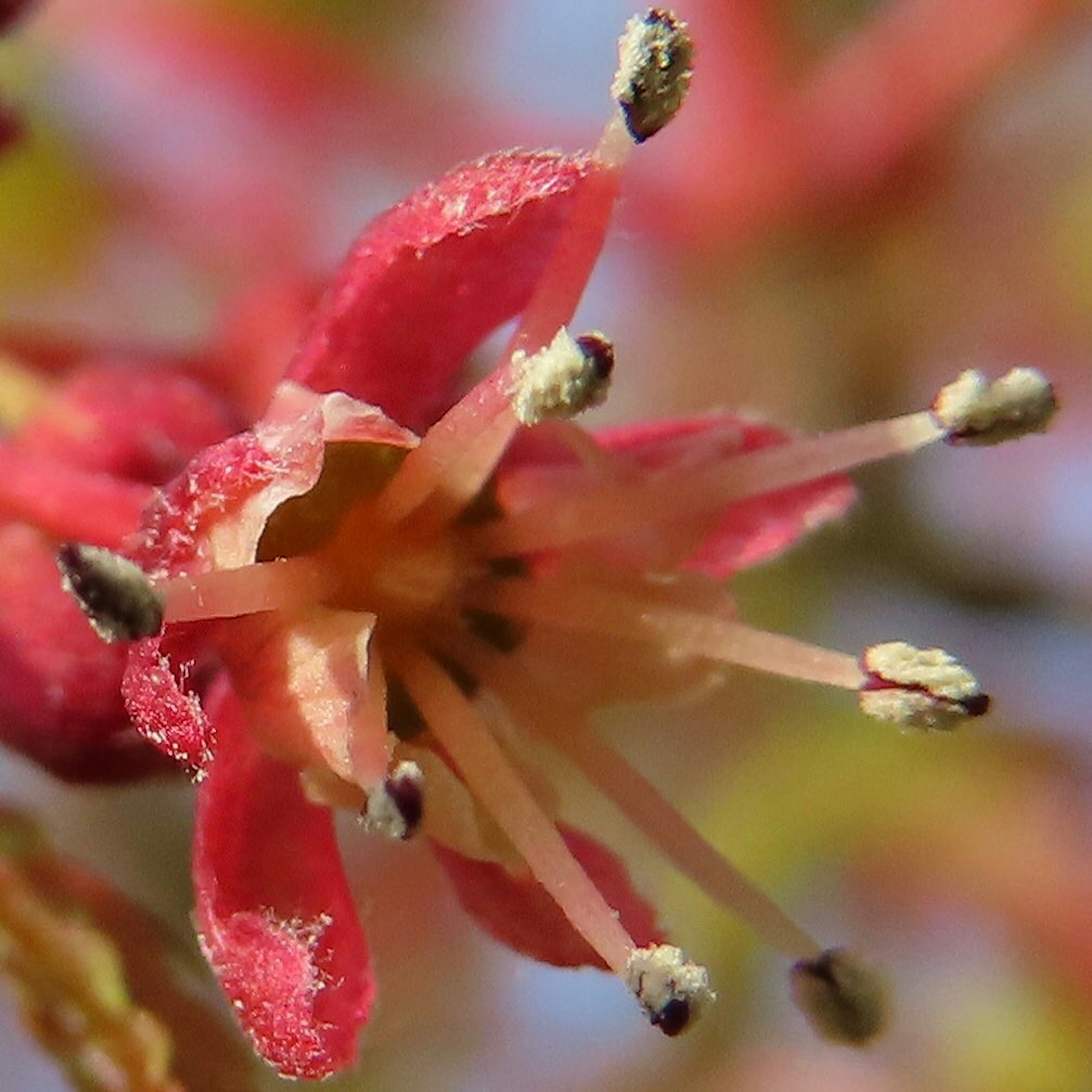 Primo piano di un fiore rosso con stami gialli al centro