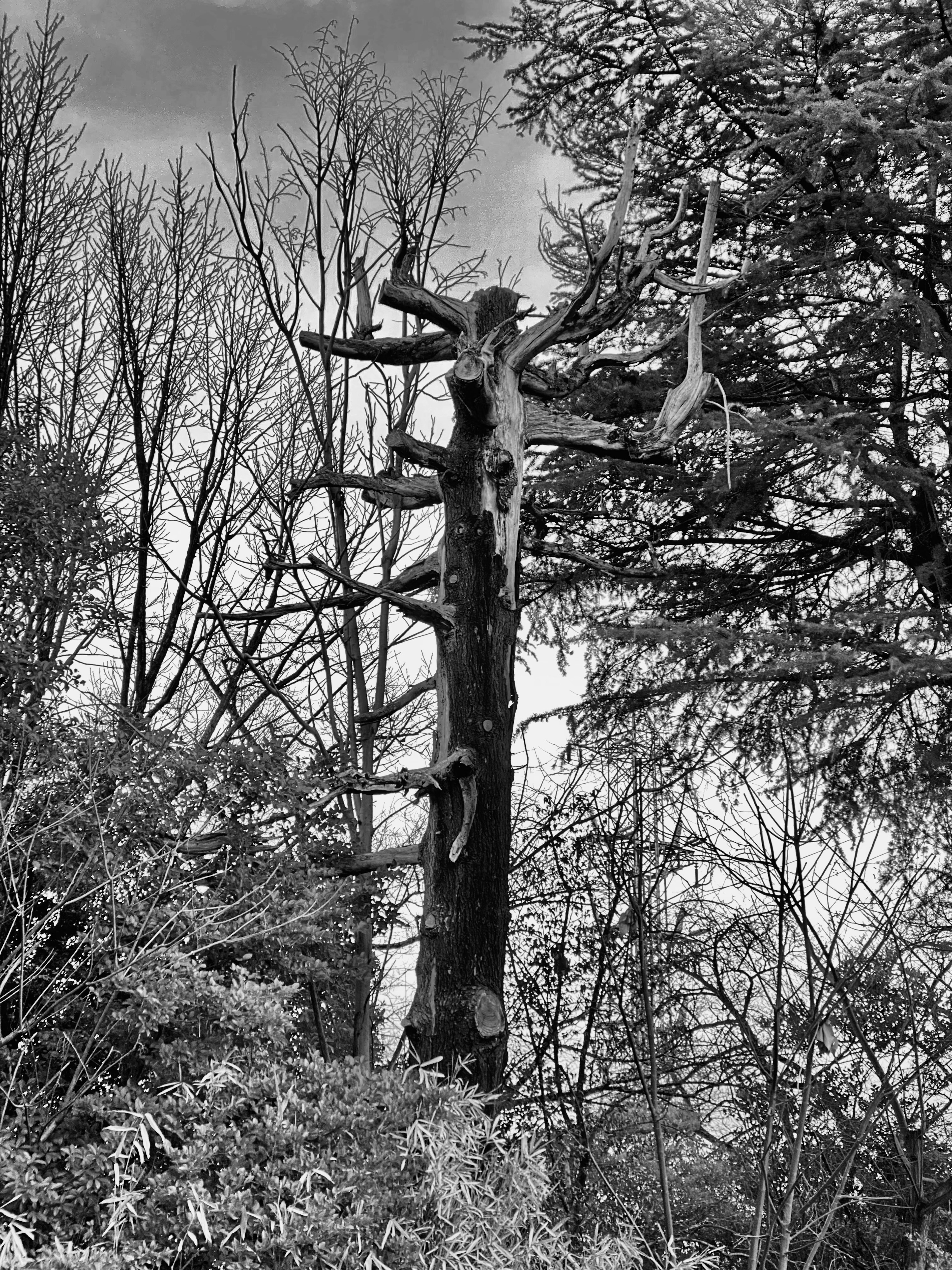 Black and white image of a dead tree surrounded by other trees