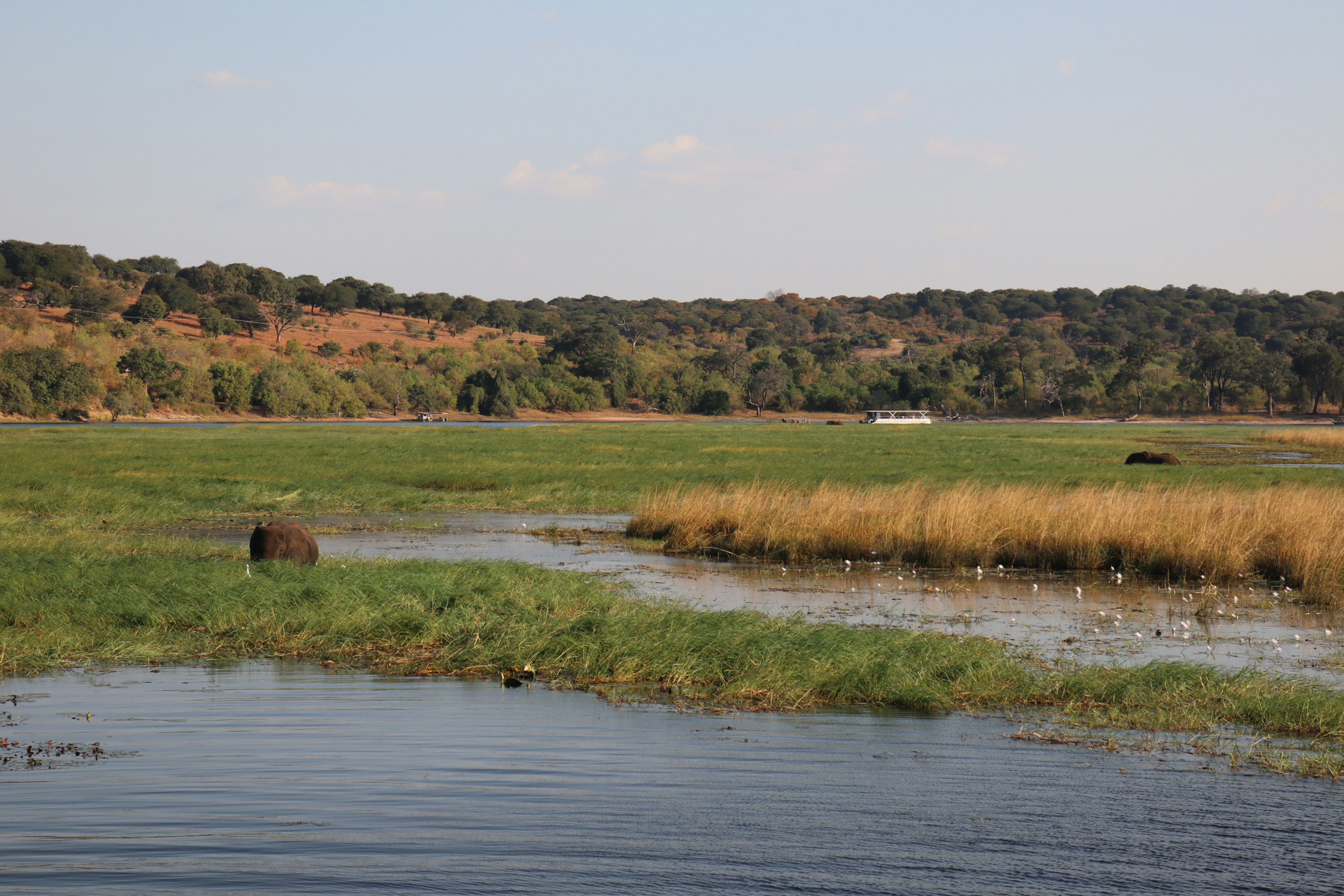 Paysage pittoresque avec prairie verte et eau avec du bétail