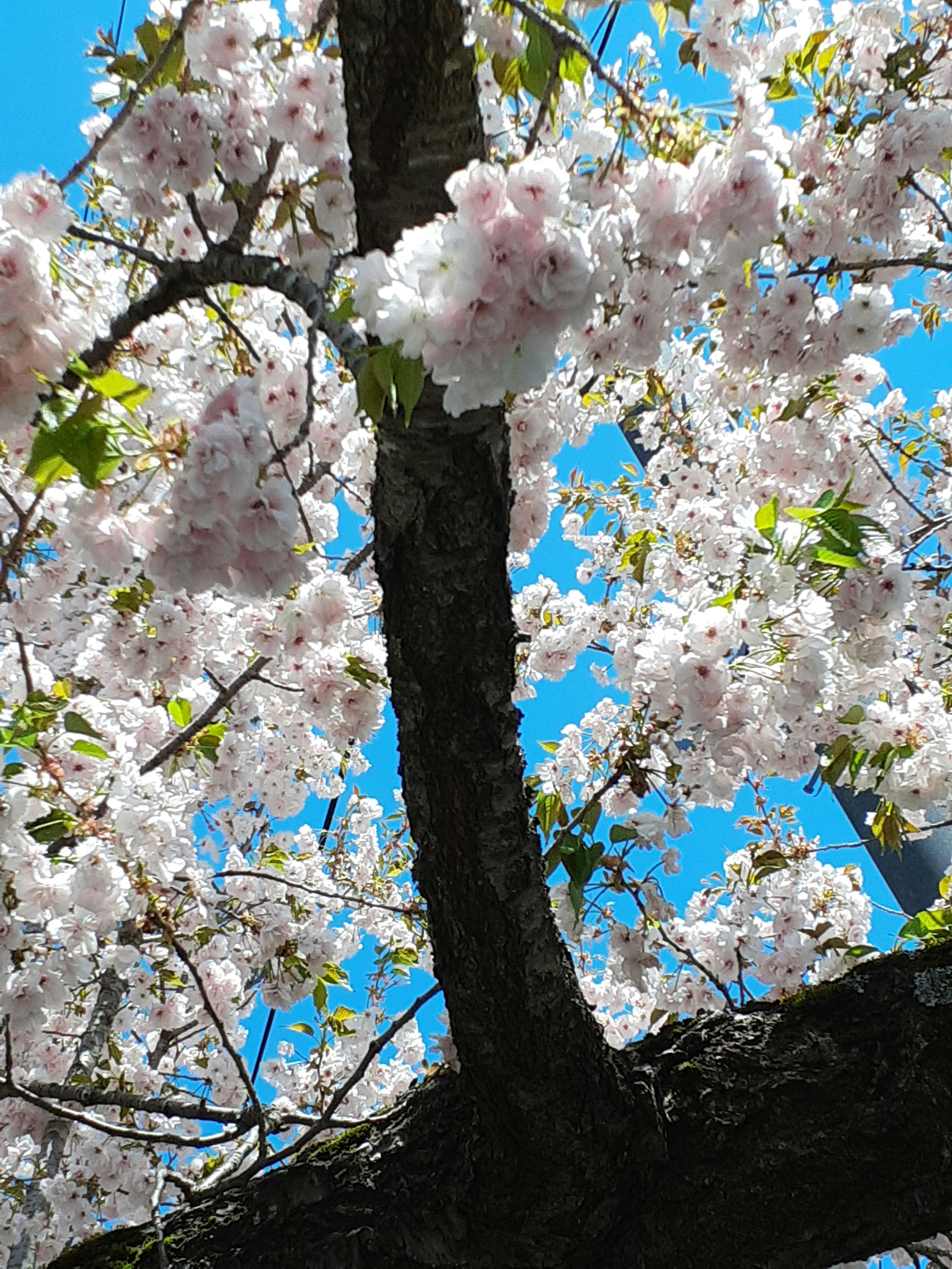 青空を背景にした桜の花が満開の木の枝