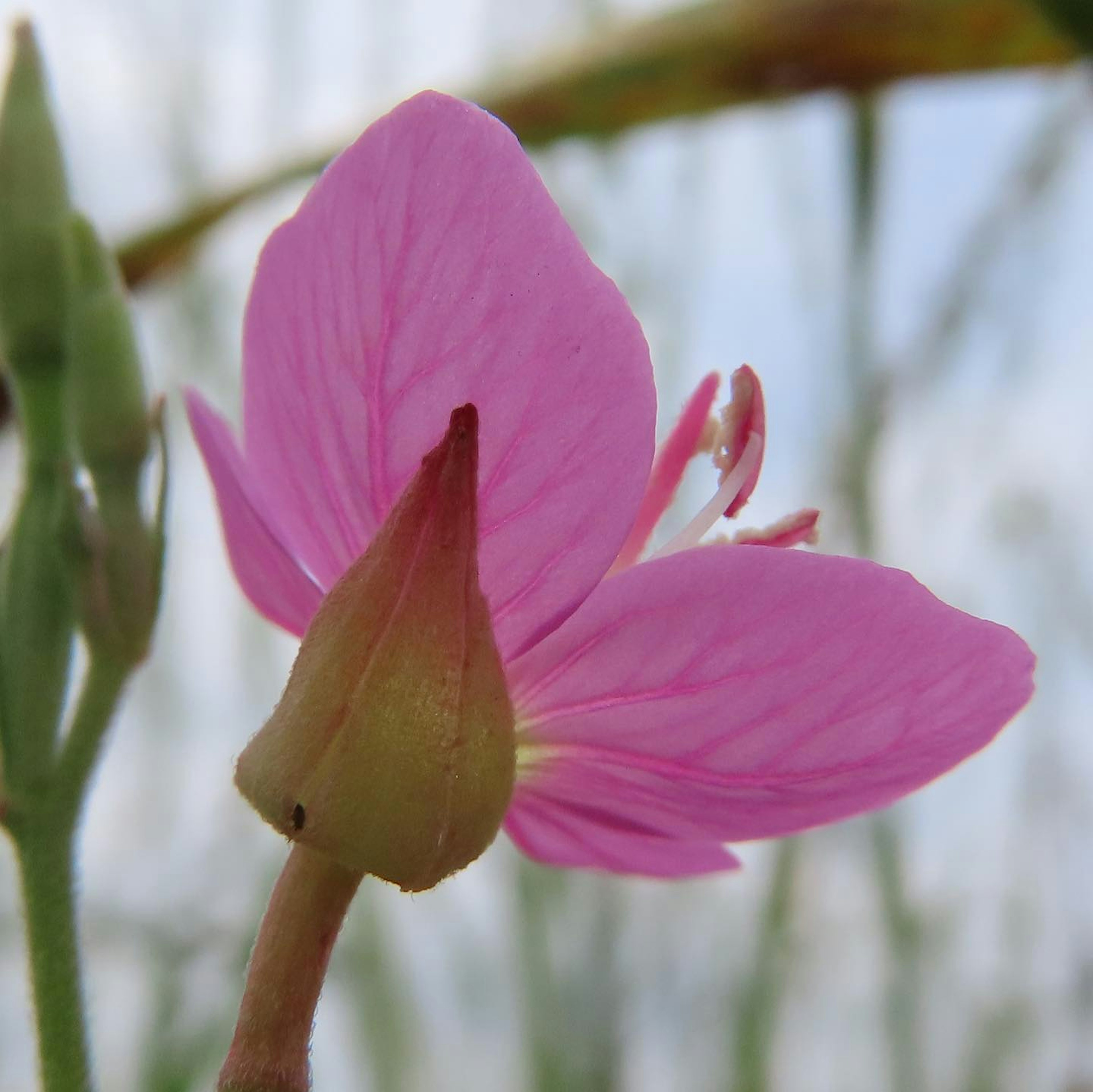 Bild zeigt die Rückseite einer lebhaften rosa Blume mit grünen Stängeln und Blättern im Hintergrund