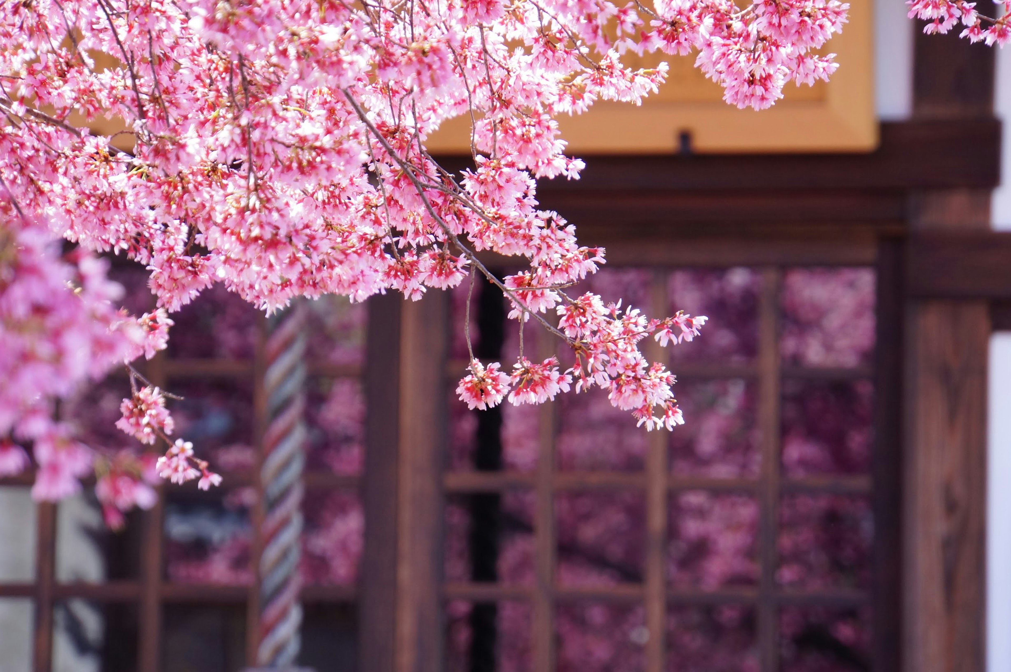 Rami di ciliegio in fiore con un edificio tradizionale sullo sfondo