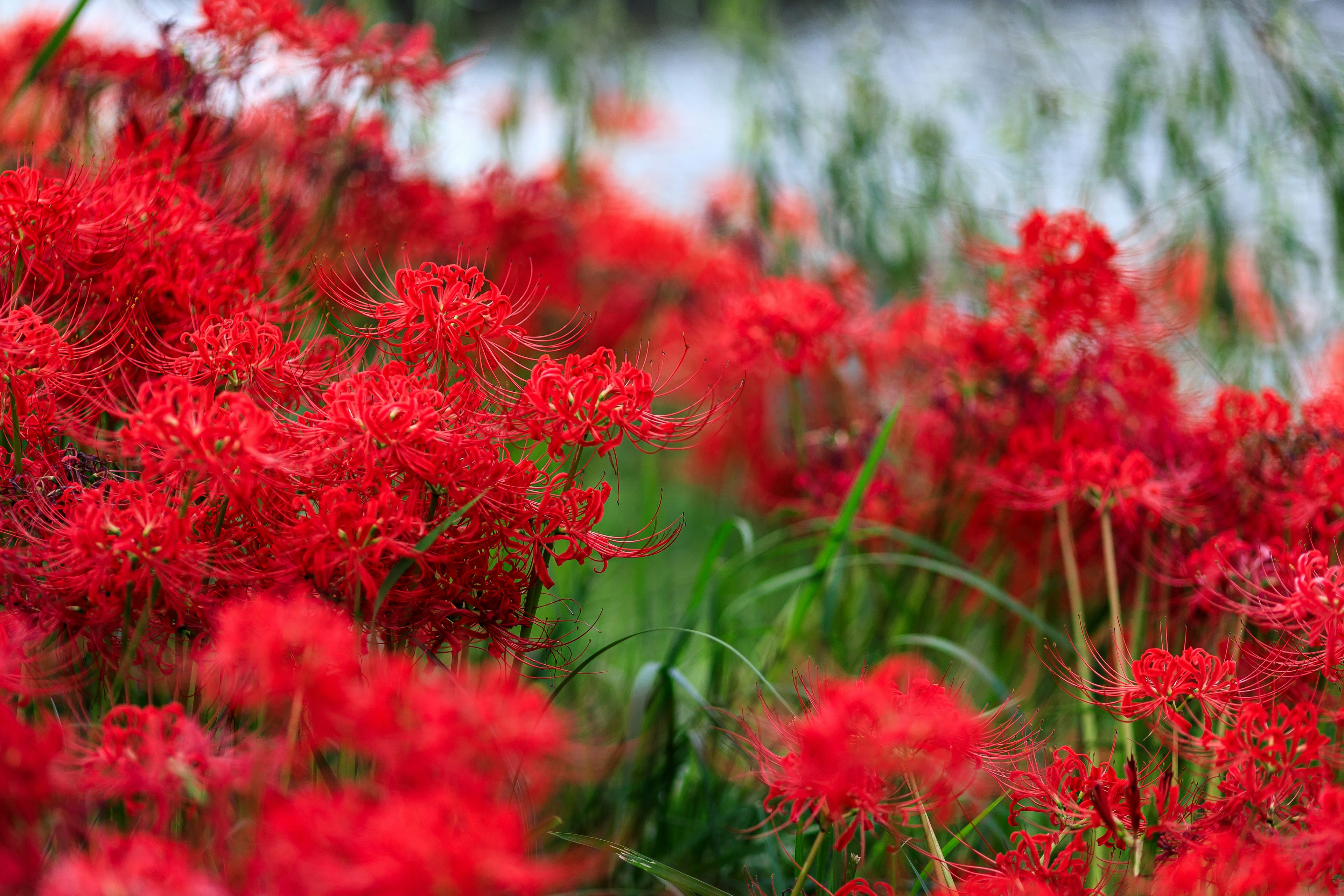 Vibrant clusters of red spider lilies in a lush green setting