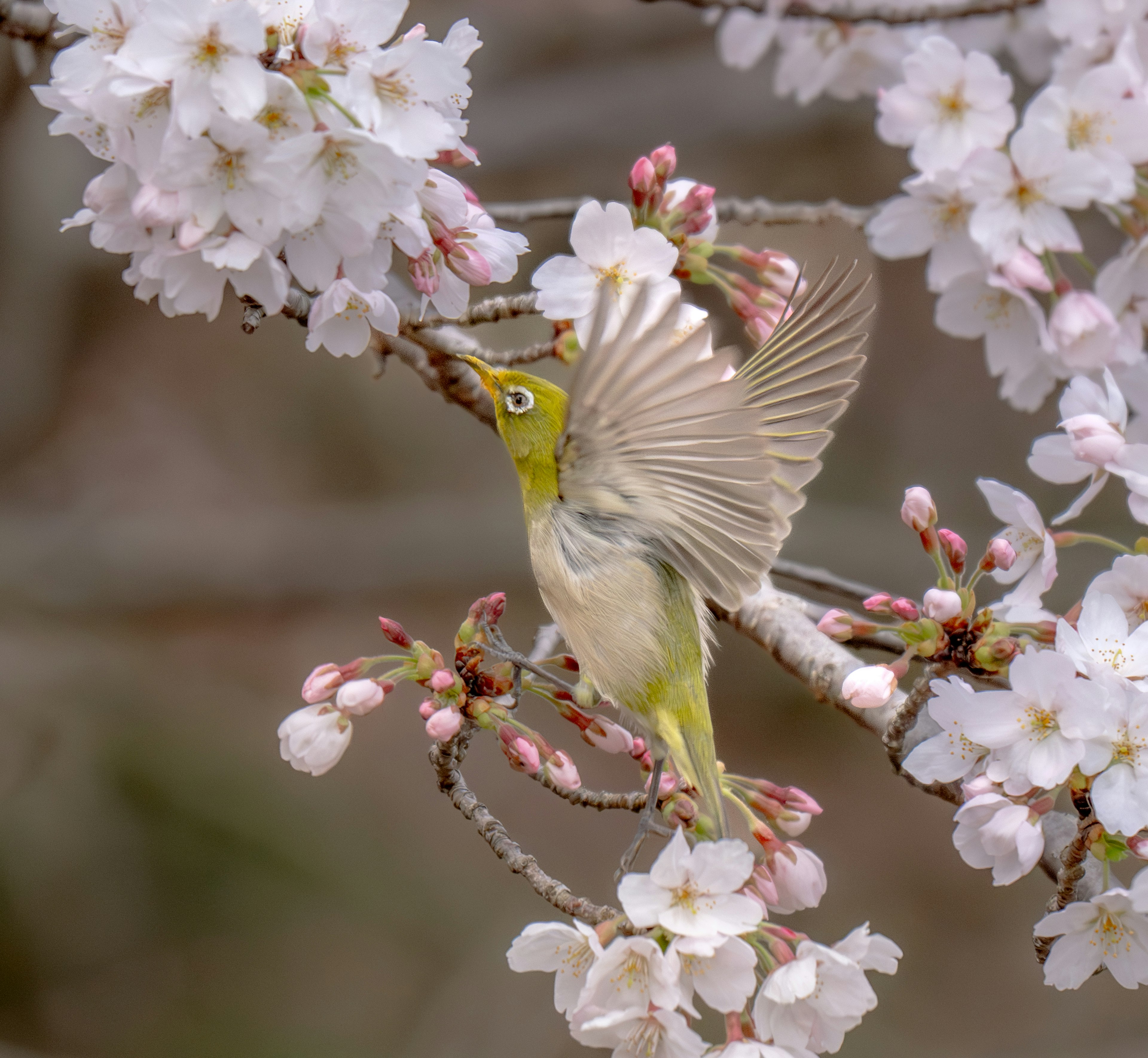 桜の花の中で飛ぶ小鳥の美しい姿