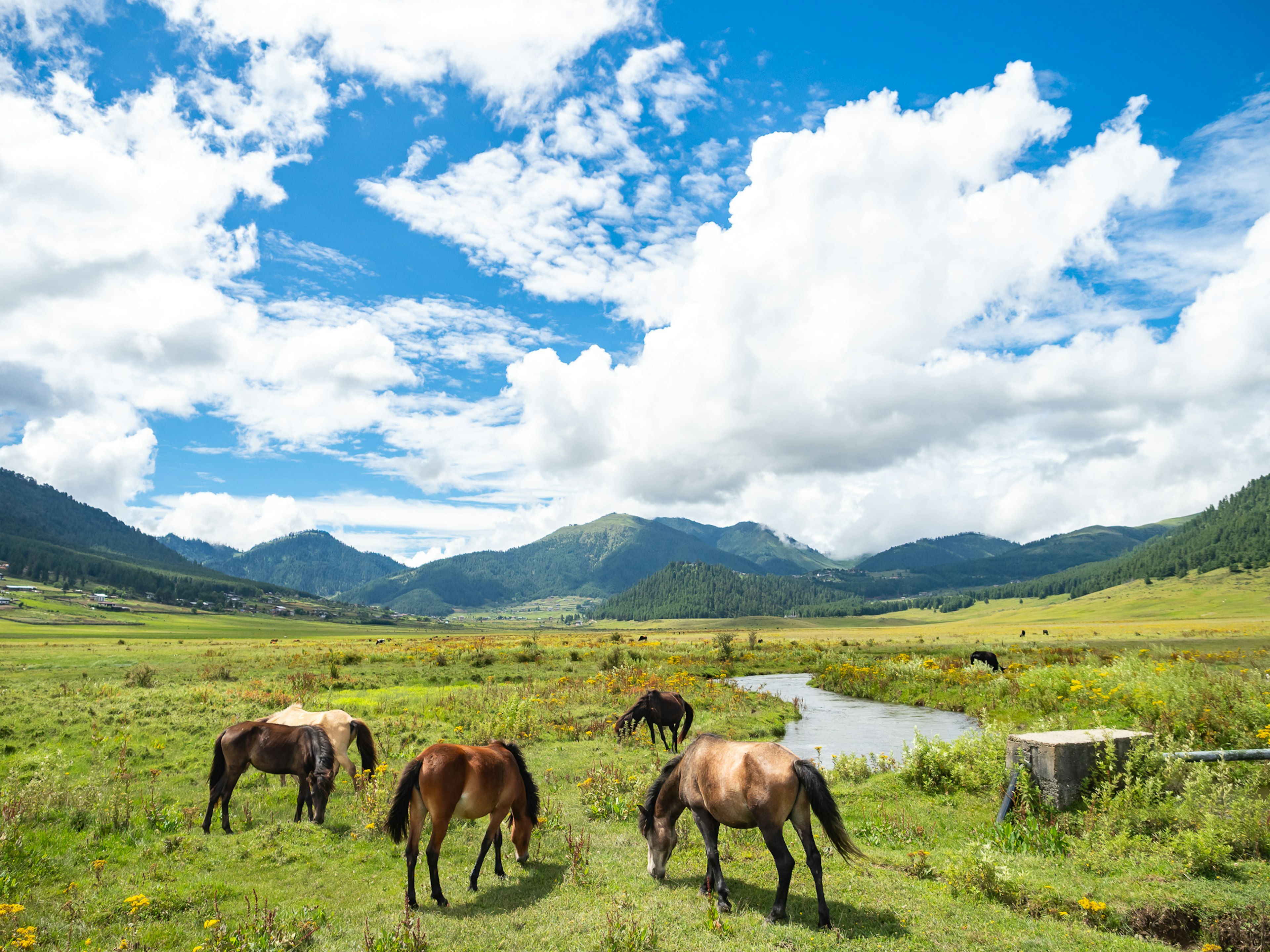 Des chevaux broutant sous un ciel bleu avec de belles montagnes