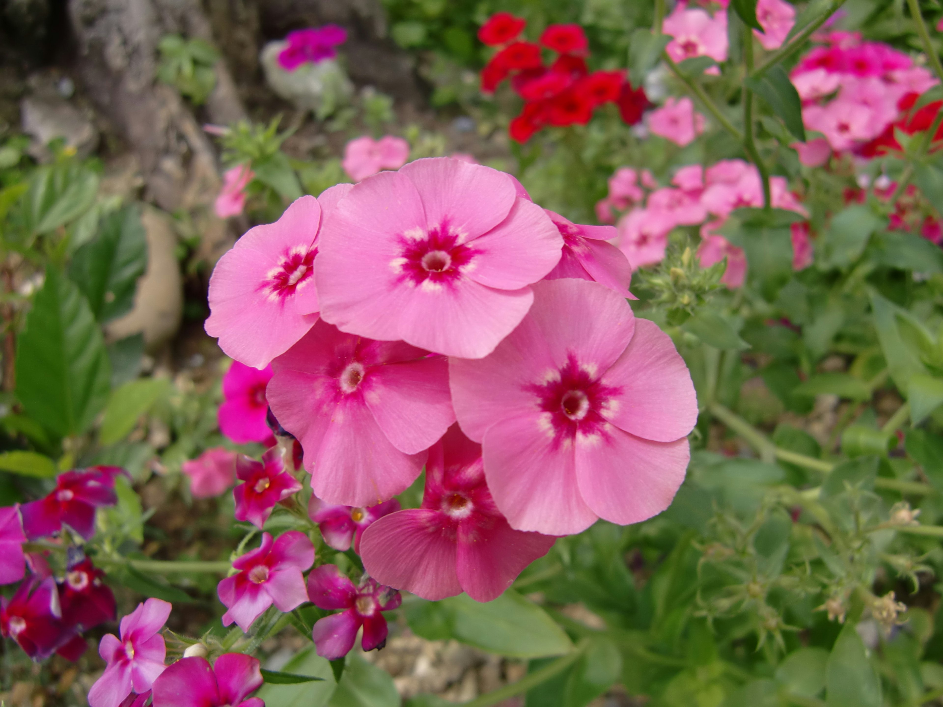 鮮やかなピンクの花が咲く庭の風景