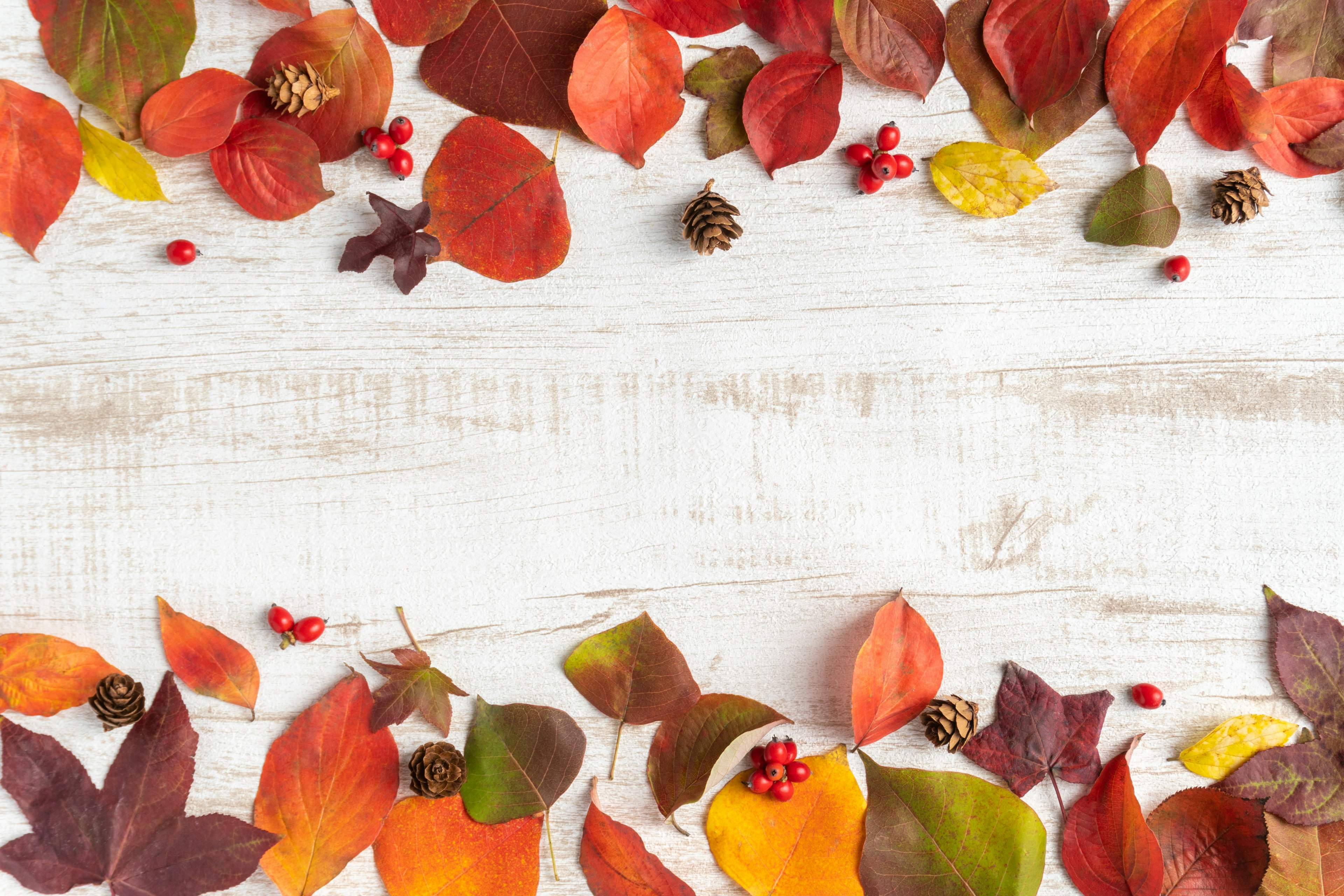 Autumn leaves and red berries scattered on a white wooden table