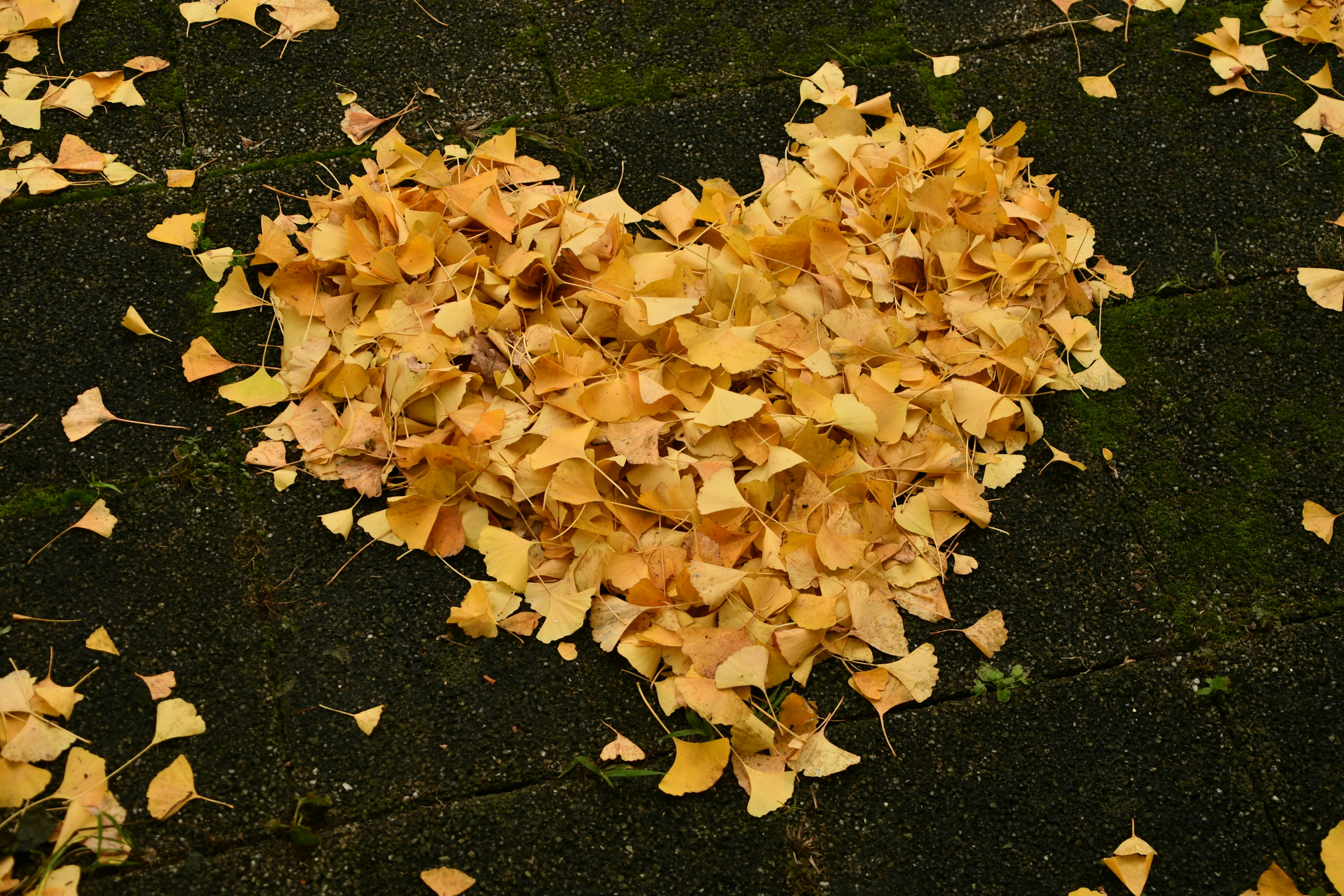 Heart-shaped arrangement of yellow leaves on the ground