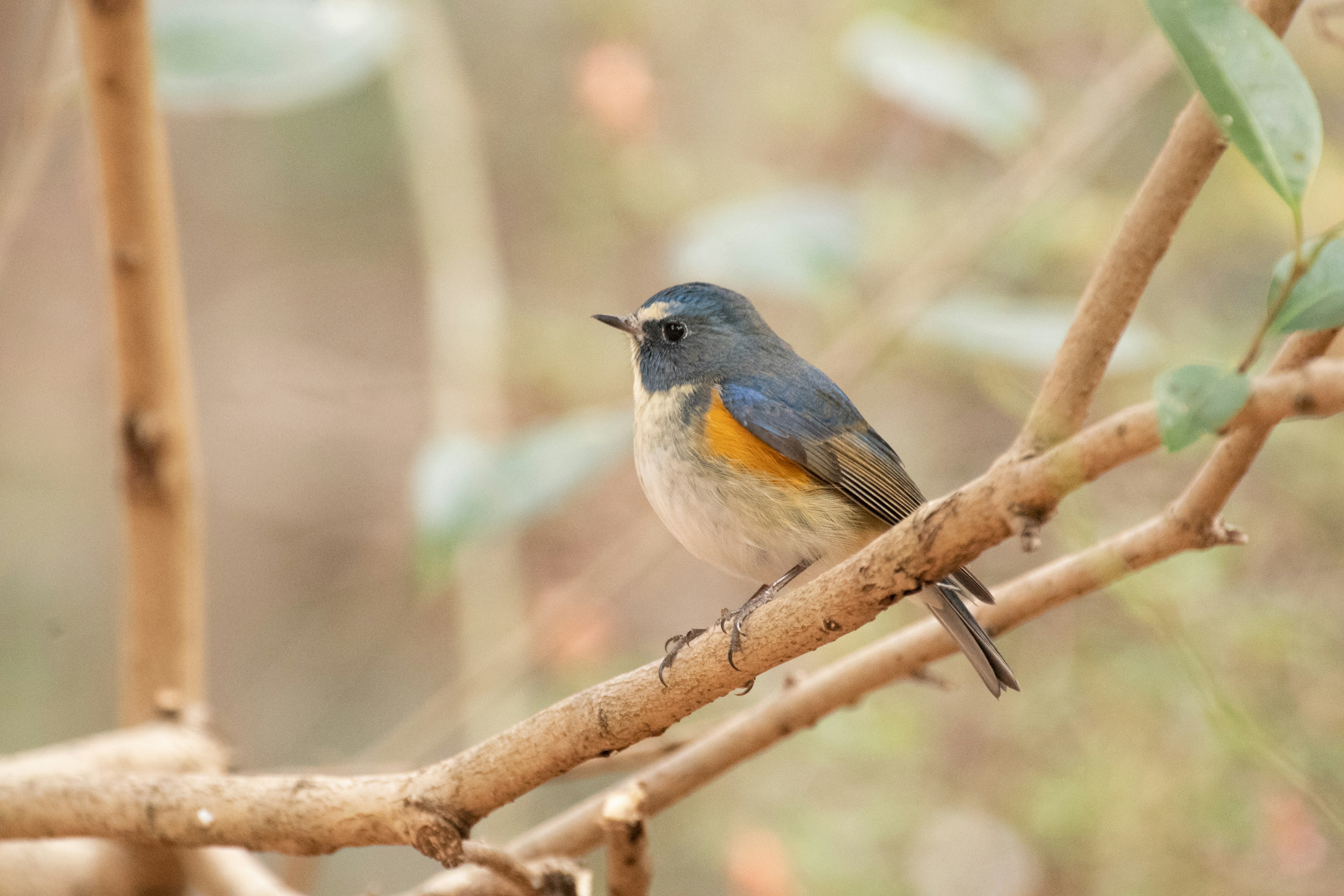 Un uccello blu vibrante posato su un piccolo ramo