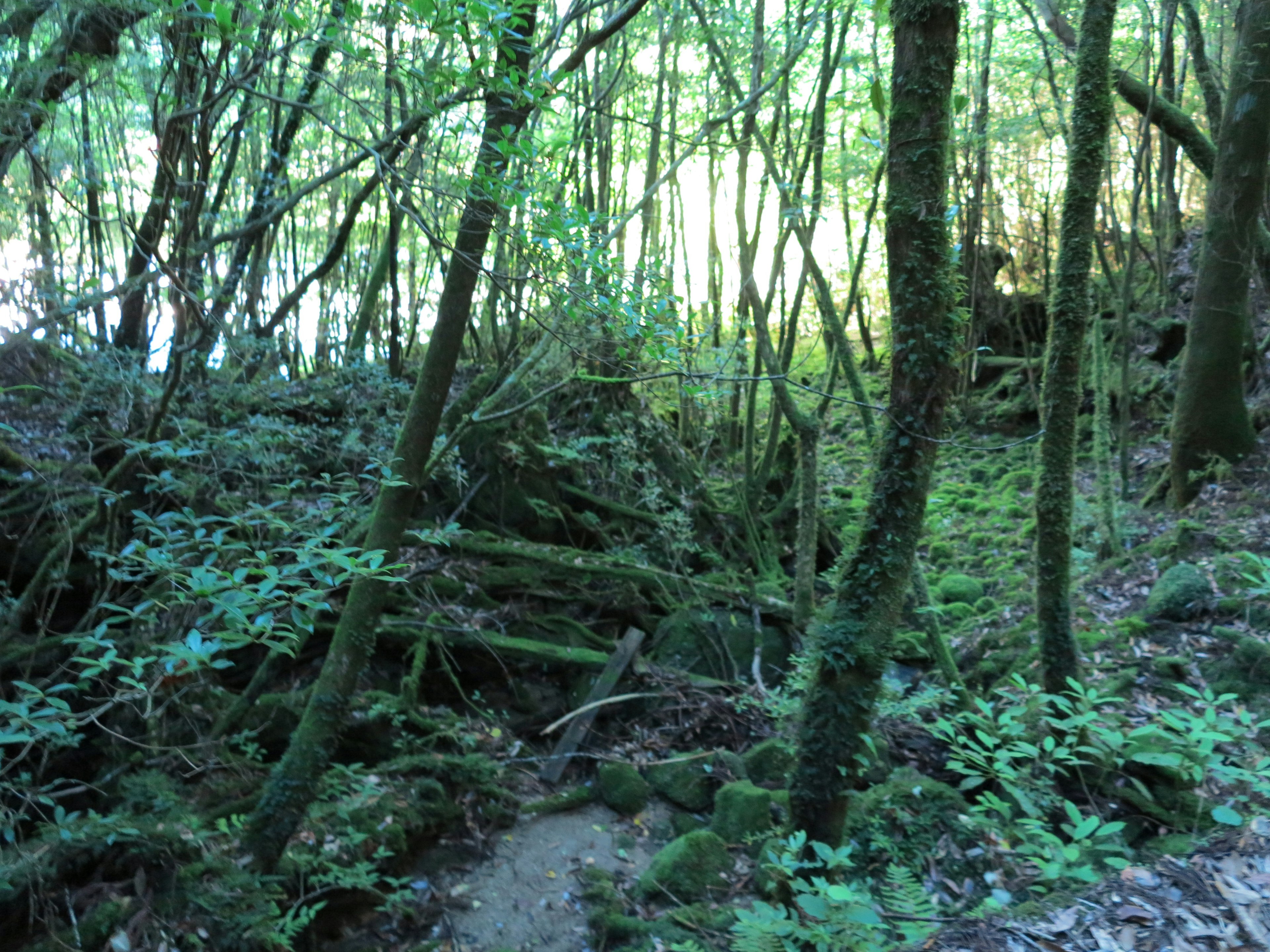 Sentiero forestale lussureggiante con la luce del sole che filtra tra gli alberi