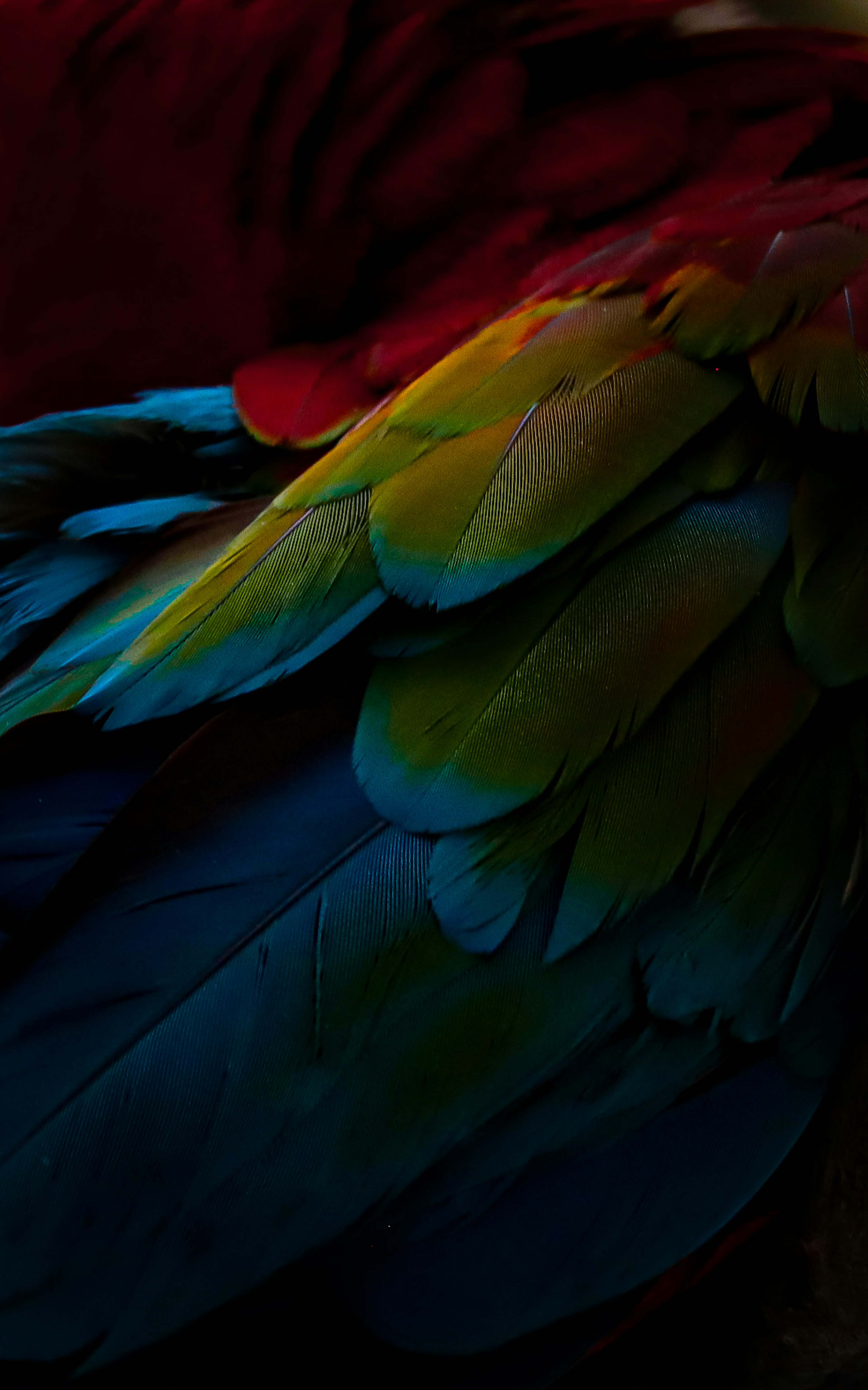 Close-up of vibrant parrot feathers displaying bright colors