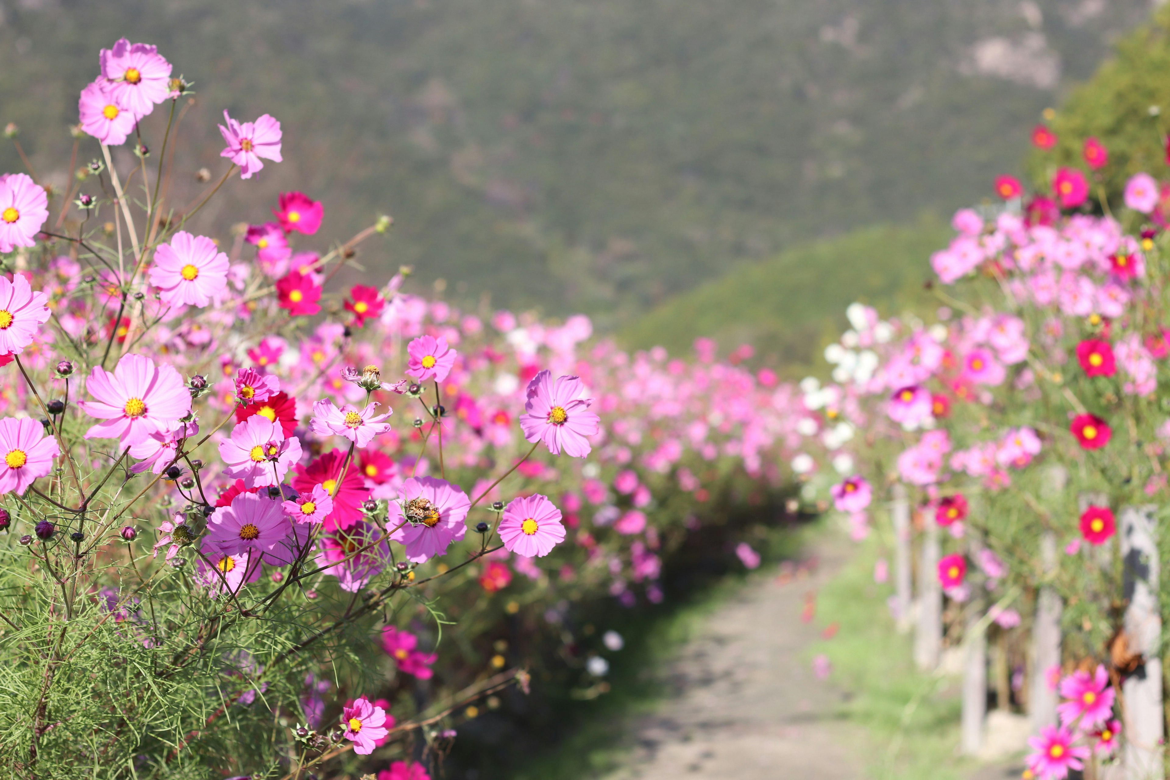 Sentiero fiancheggiato da fiori di cosmos colorati