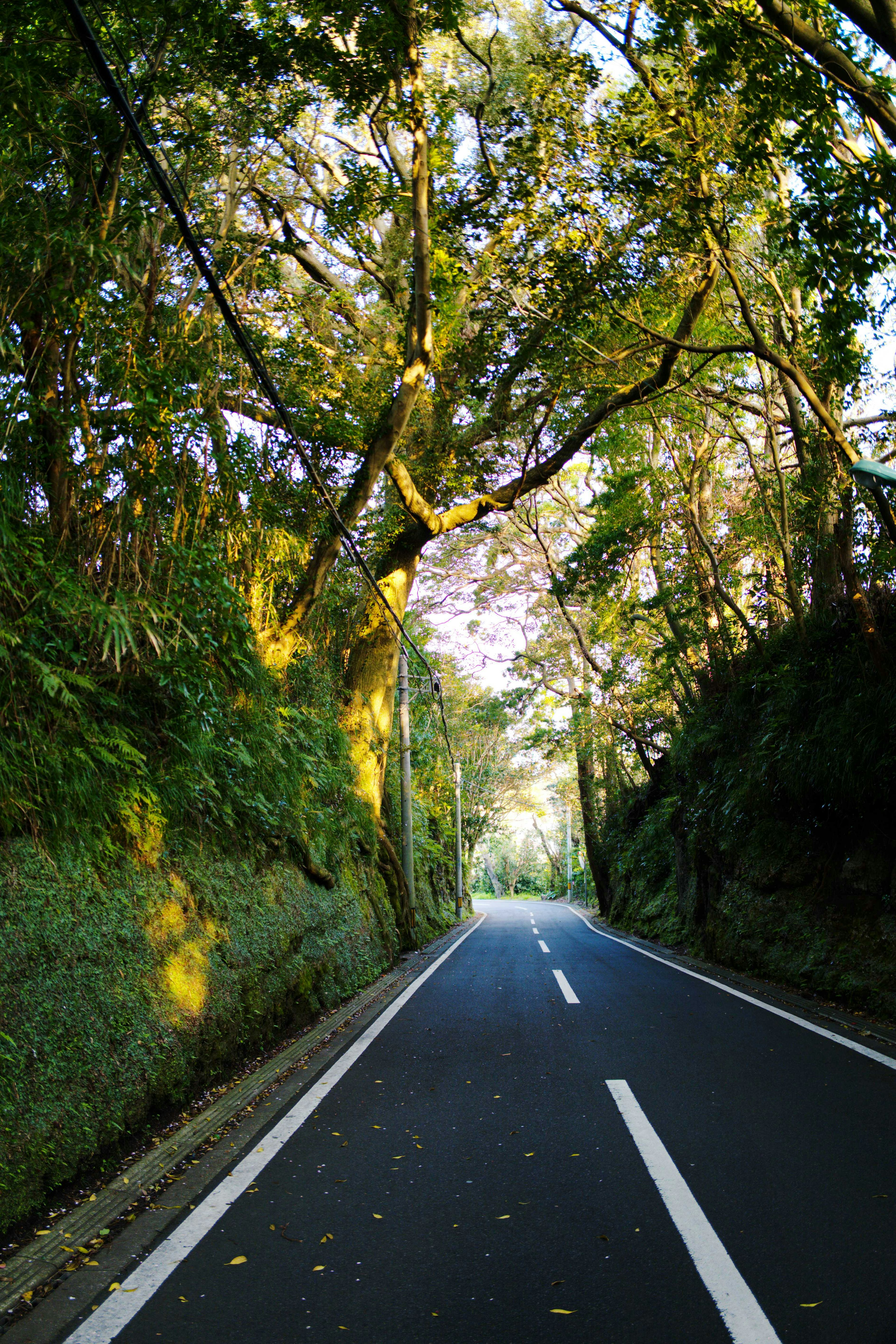 A serene road surrounded by lush green trees