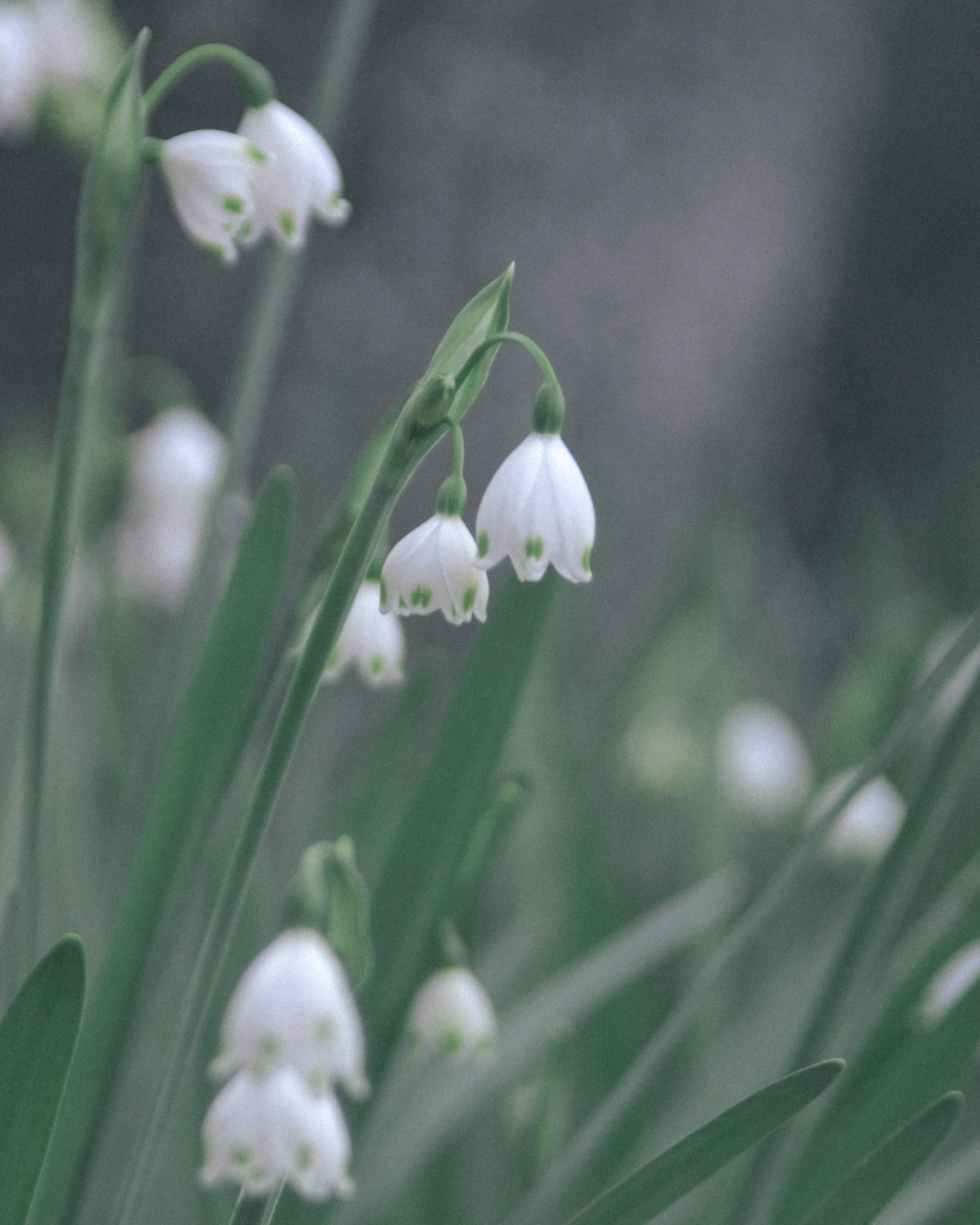 Bunga snowdrop putih dikelilingi daun hijau