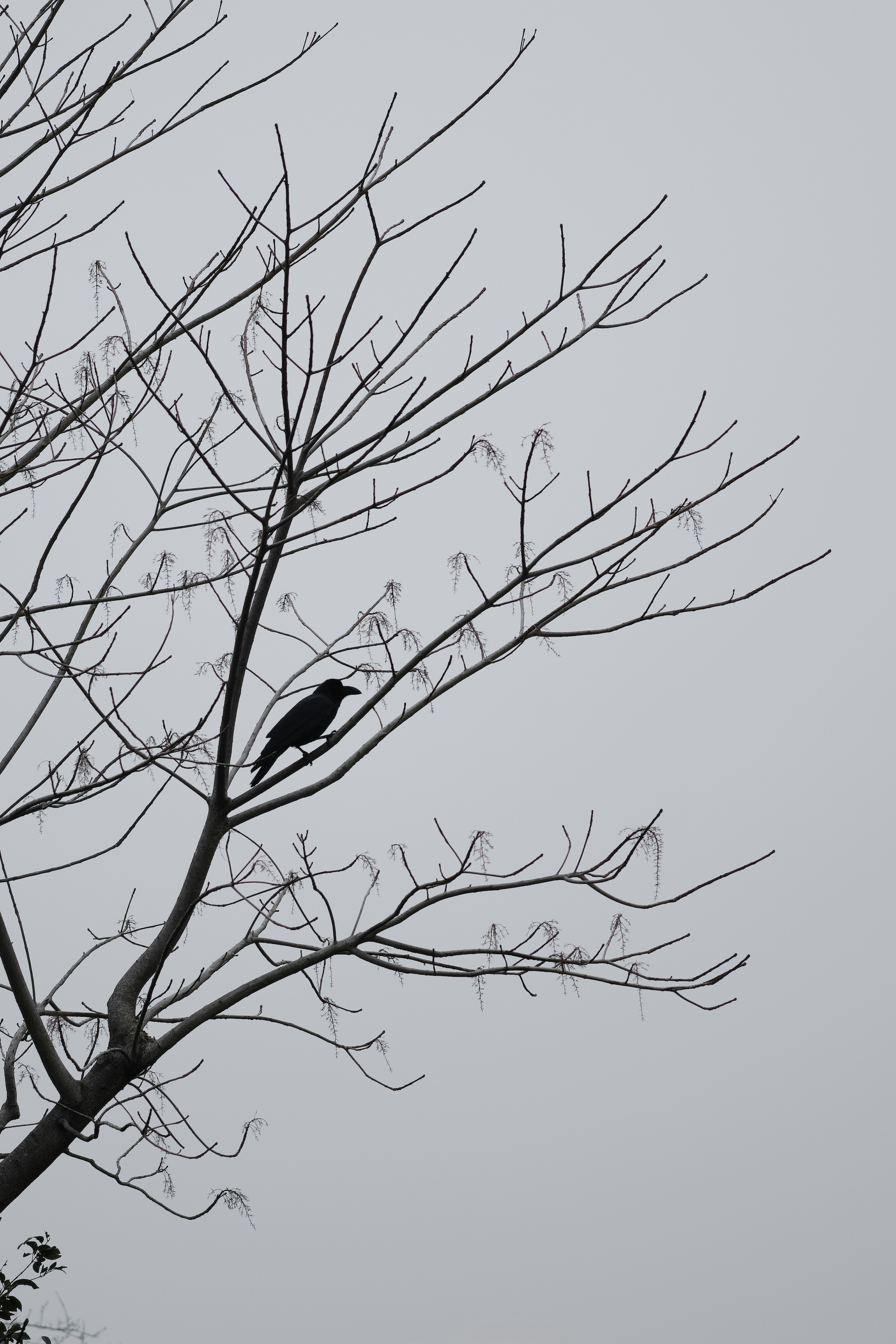 Silhouette of a black bird perched on a tree branch in fog