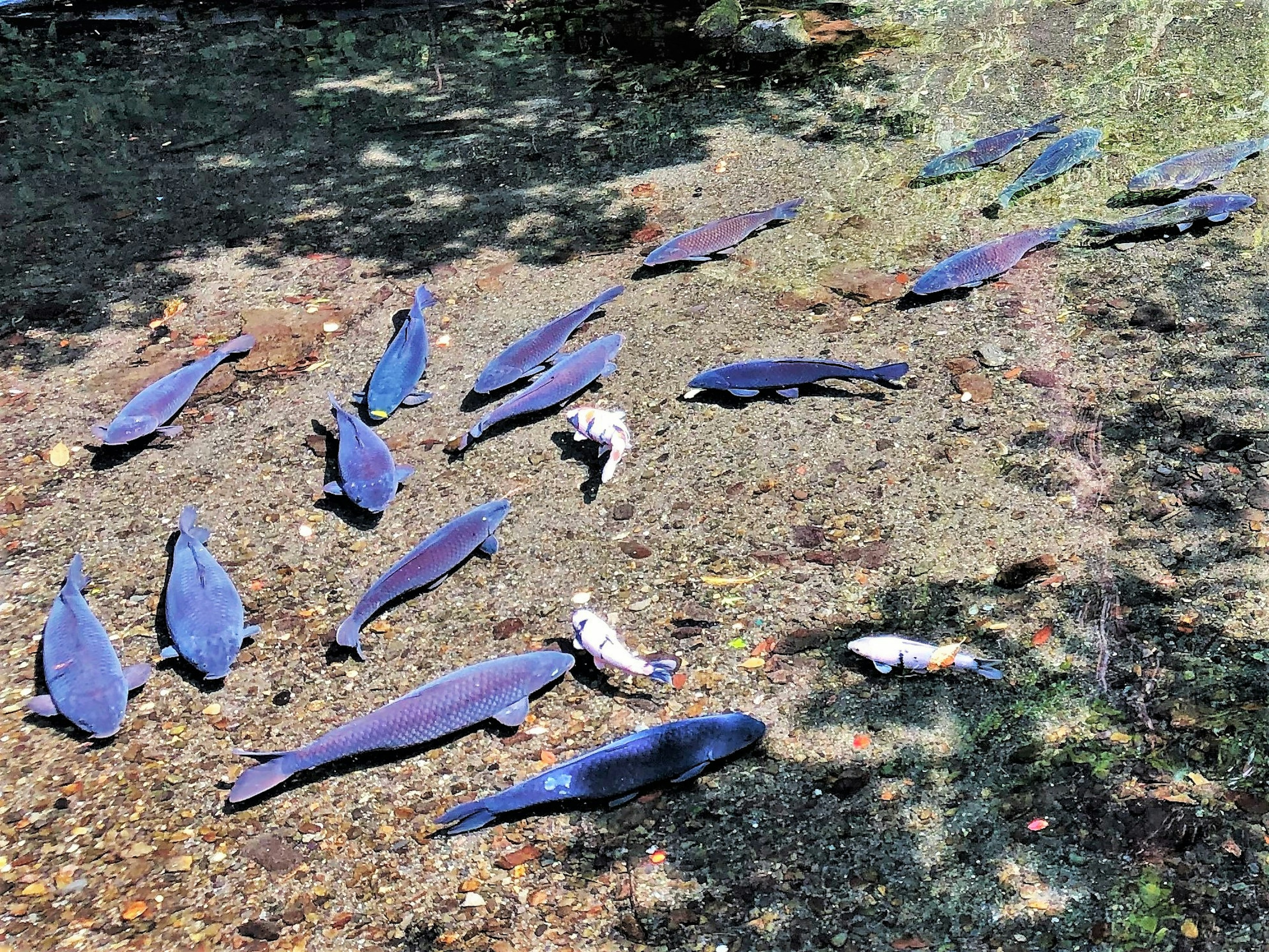 A group of blue fish swimming in shallow water