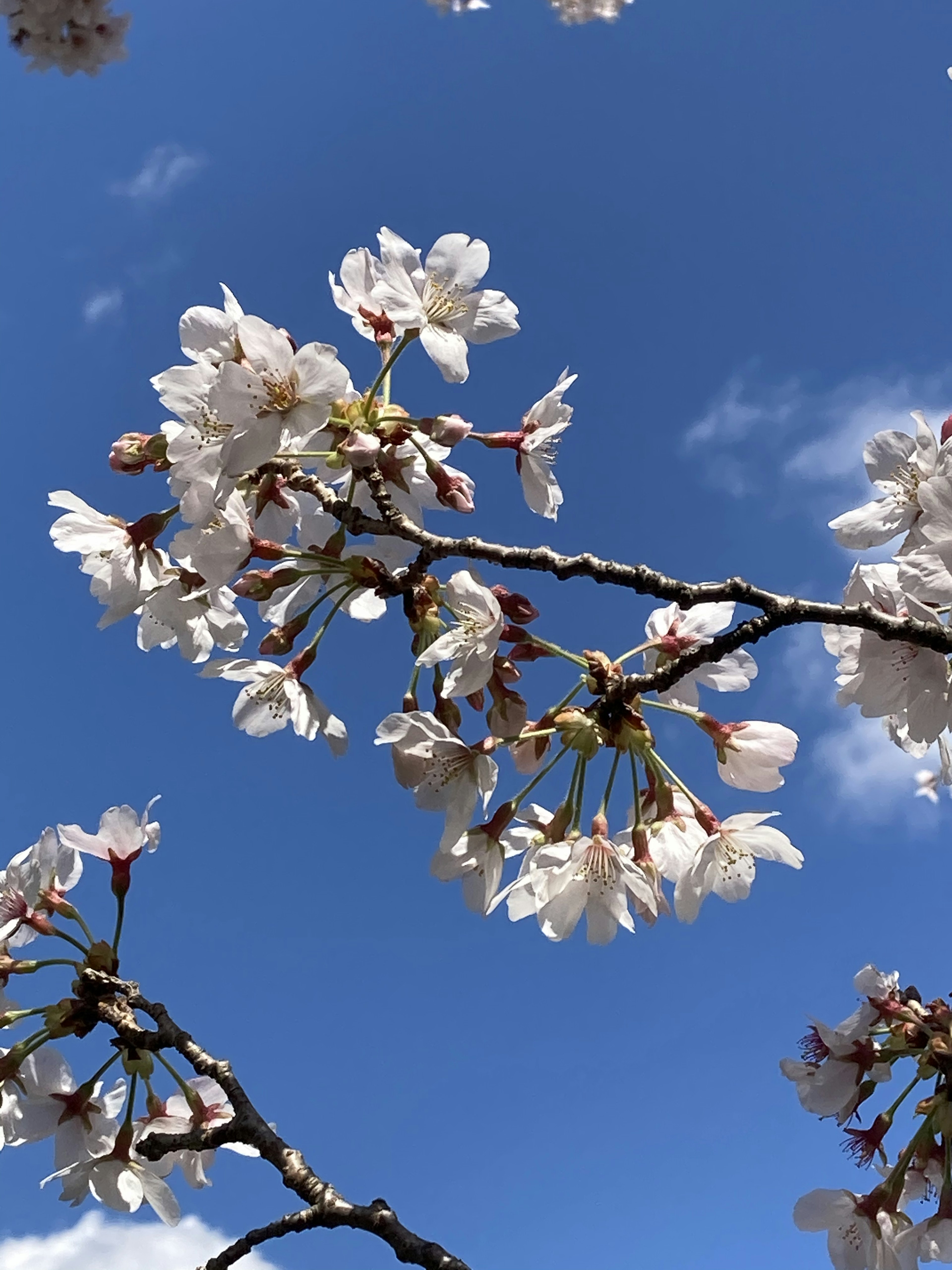 青空に咲く桜の花のクローズアップ