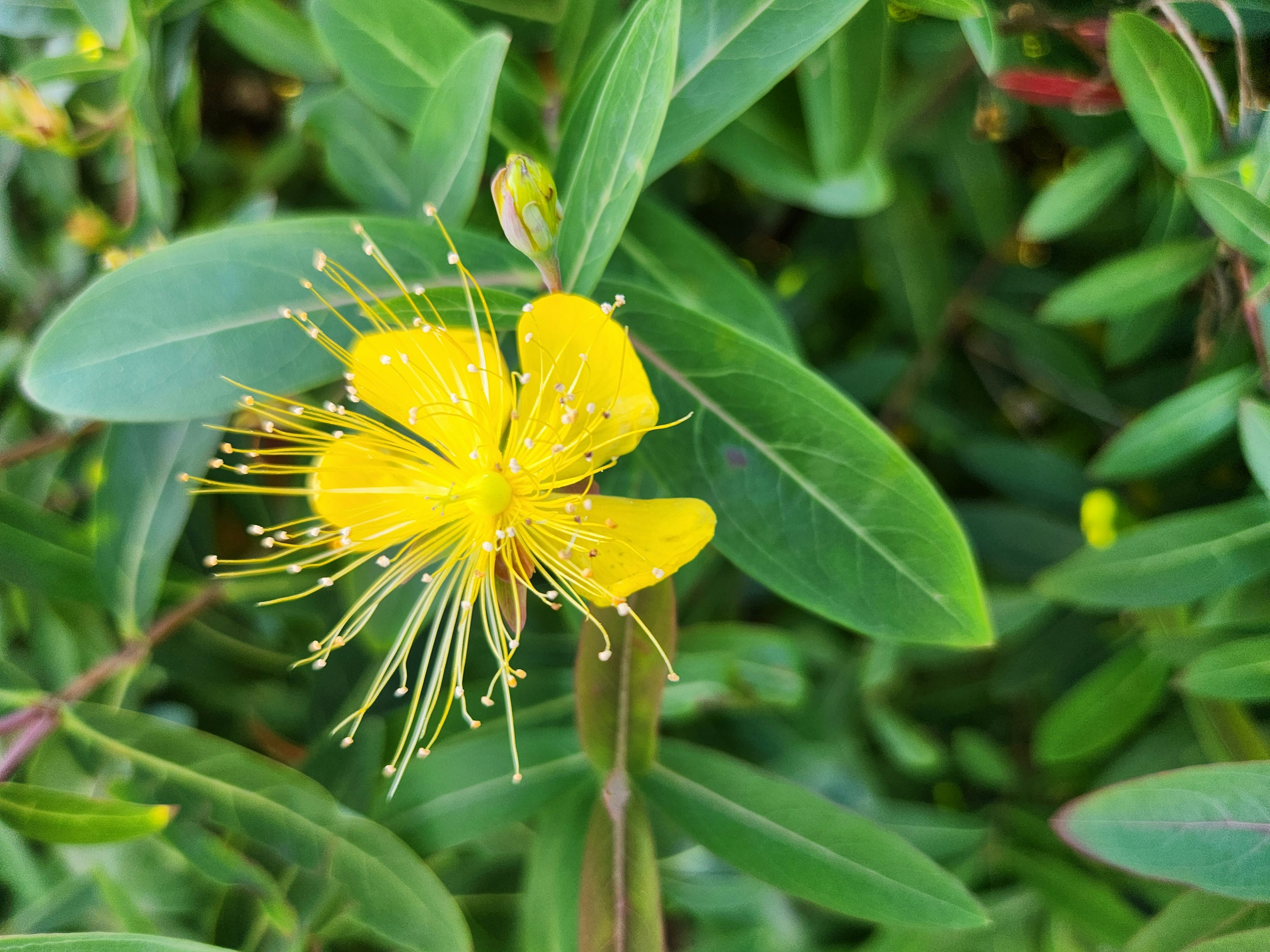 黄色の花びらと細長い雄しべを持つ花が緑の葉に囲まれている